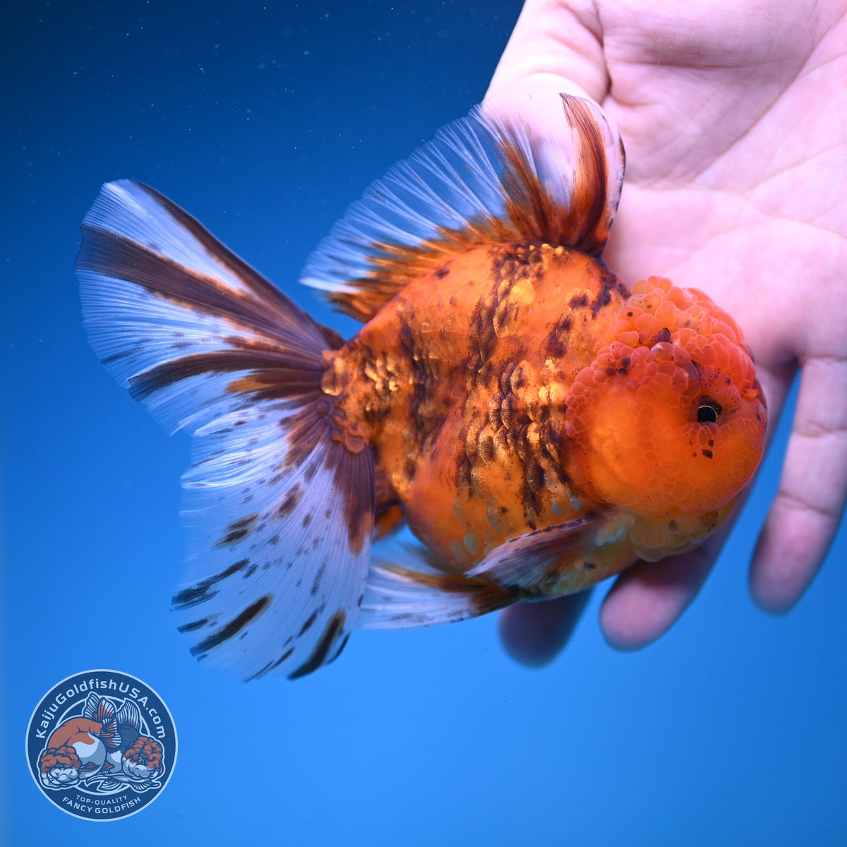 Tiger Oranda 4 inch Body (261016_OR08)