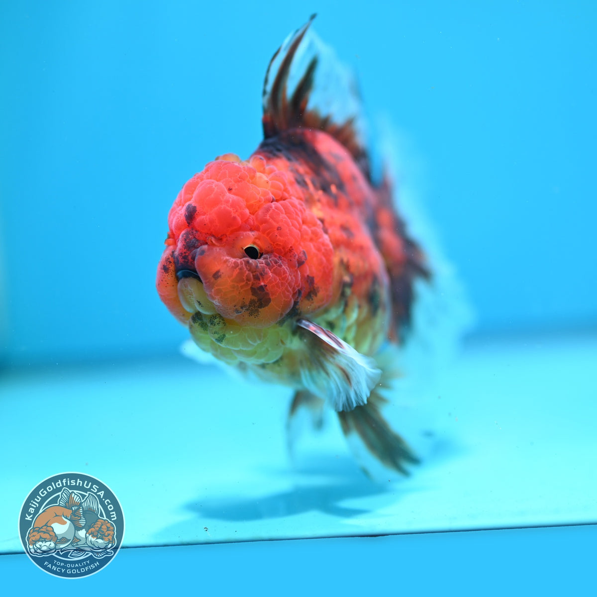 Tiger Oranda 4 inch Body (261016_OR08)