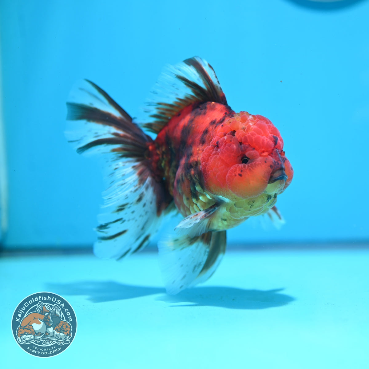 Tiger Oranda 4 inch Body (261016_OR08)