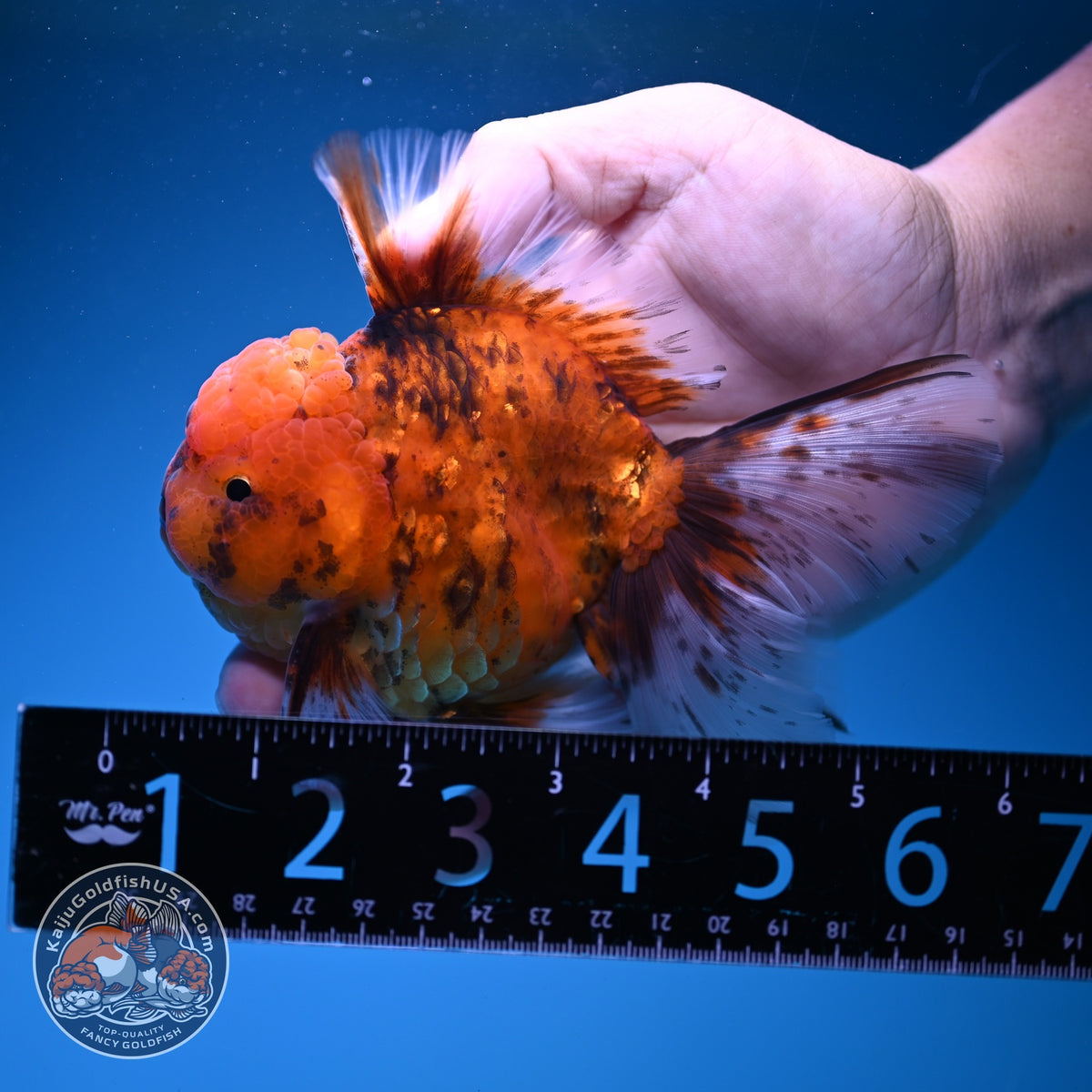 Tiger Oranda 4 inch Body (261016_OR08)