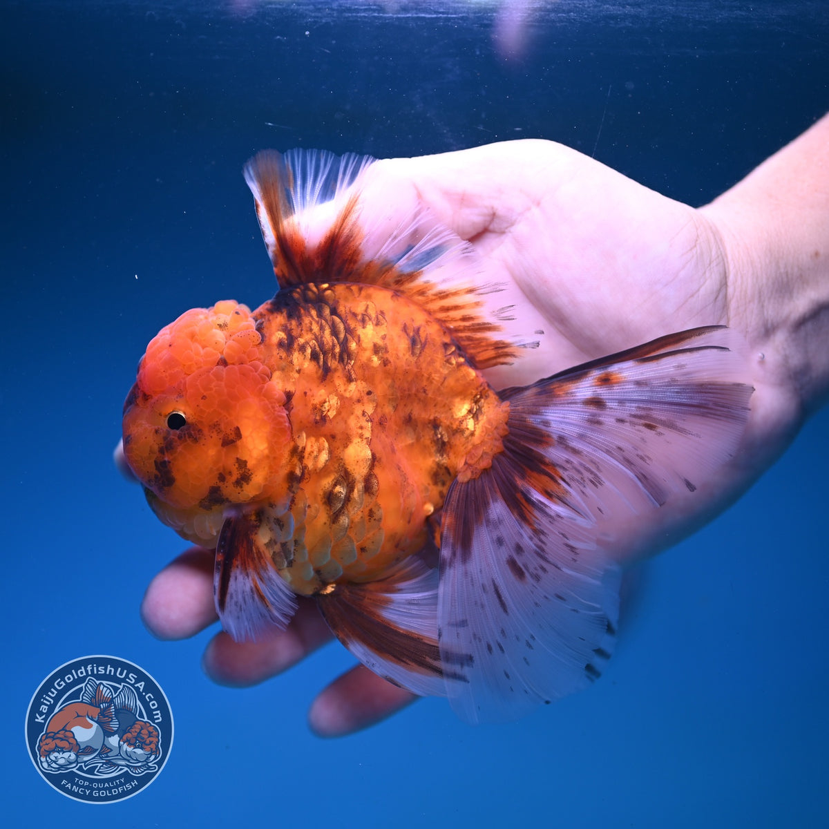 Tiger Oranda 4 inch Body (261016_OR08)