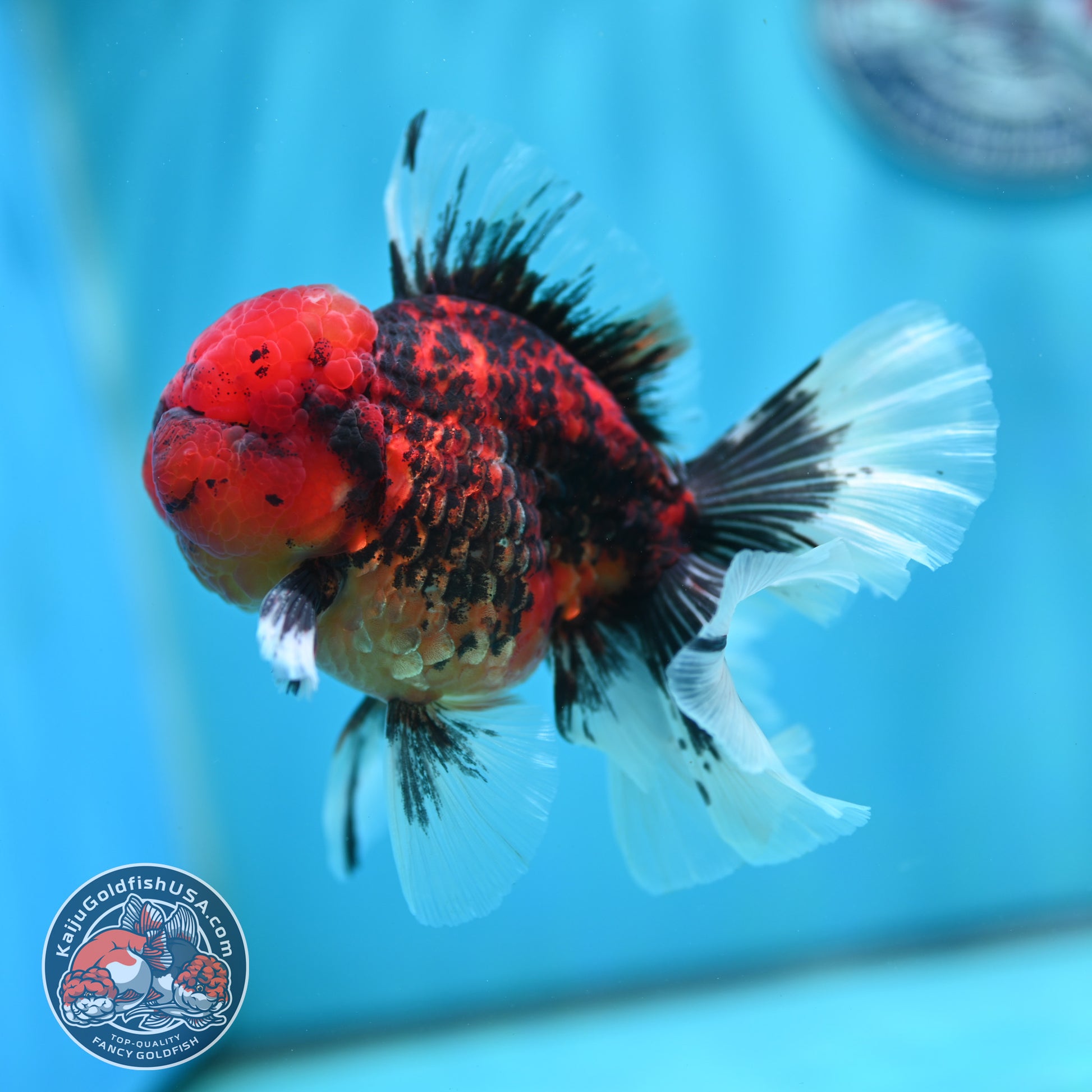 Tiger Orchid Tail Oranda 3.5 inch Body (260501_OR14)