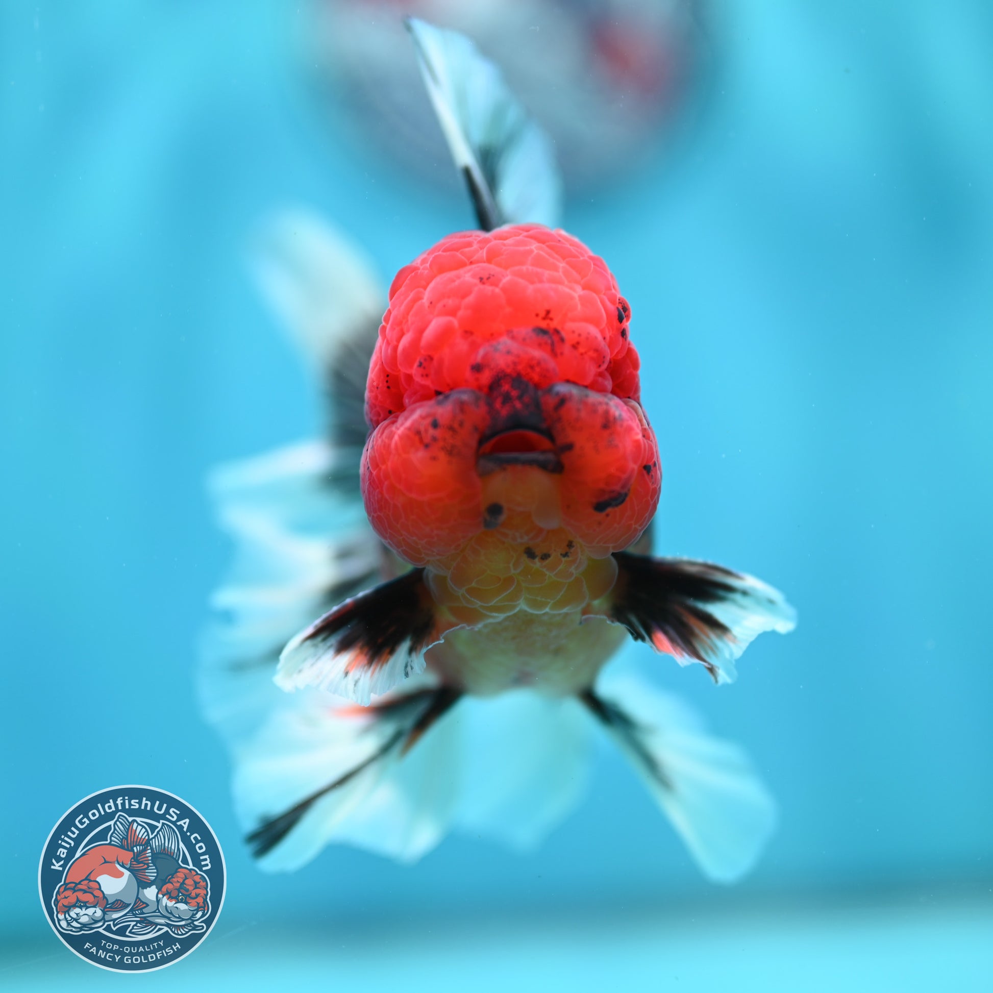 Tiger Orchid Tail Oranda 3.5 inch Body (260501_OR14)
