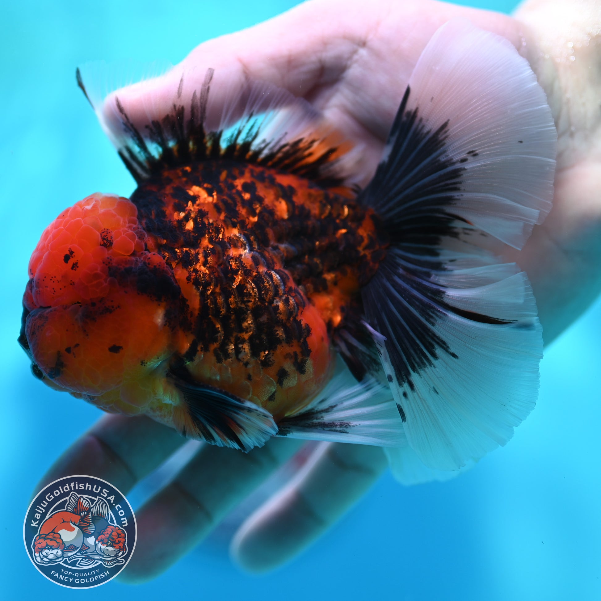Tiger Orchid Tail Oranda 3.5 inch Body (260501_OR14)
