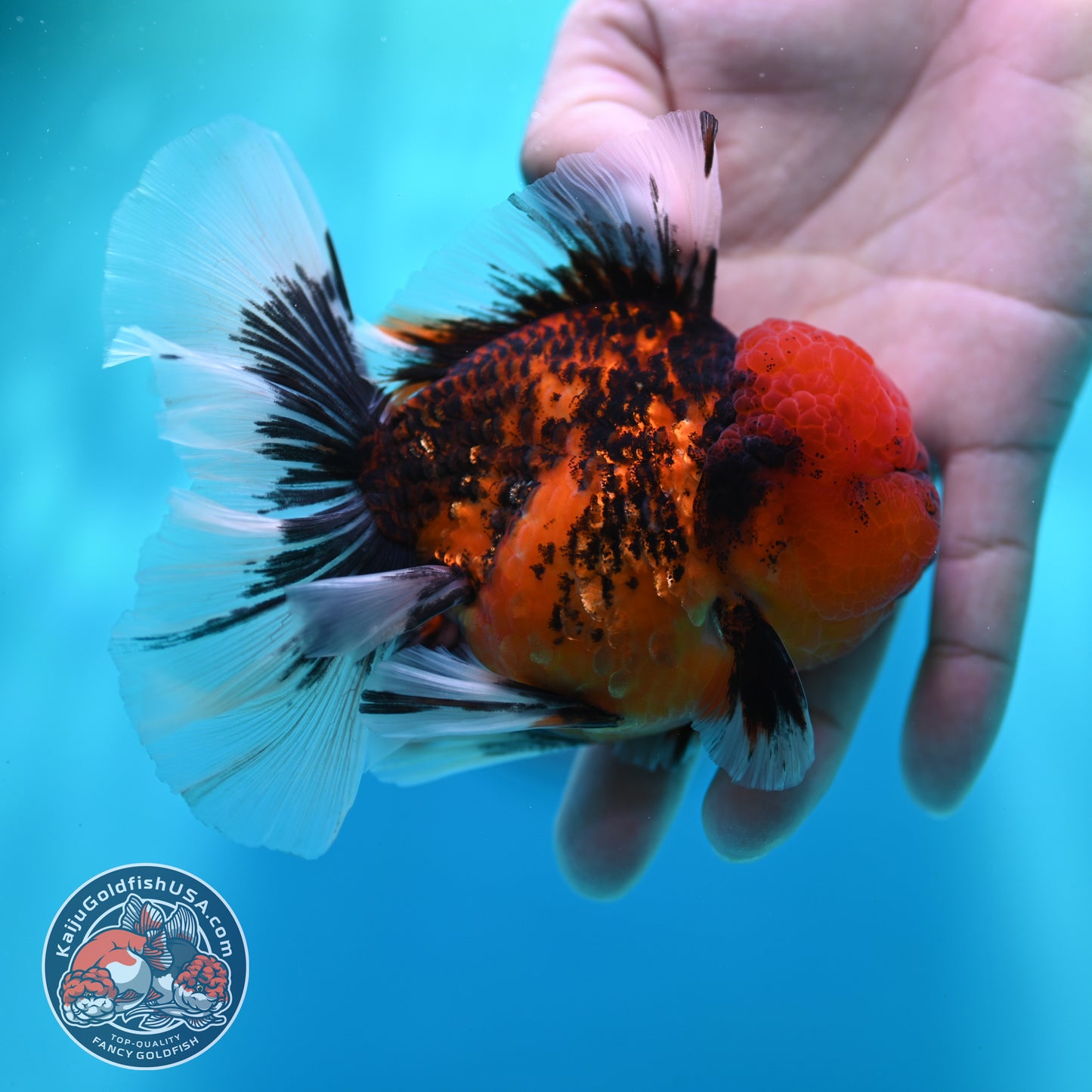 Tiger Orchid Tail Oranda 3.5 inch Body (260501_OR14)