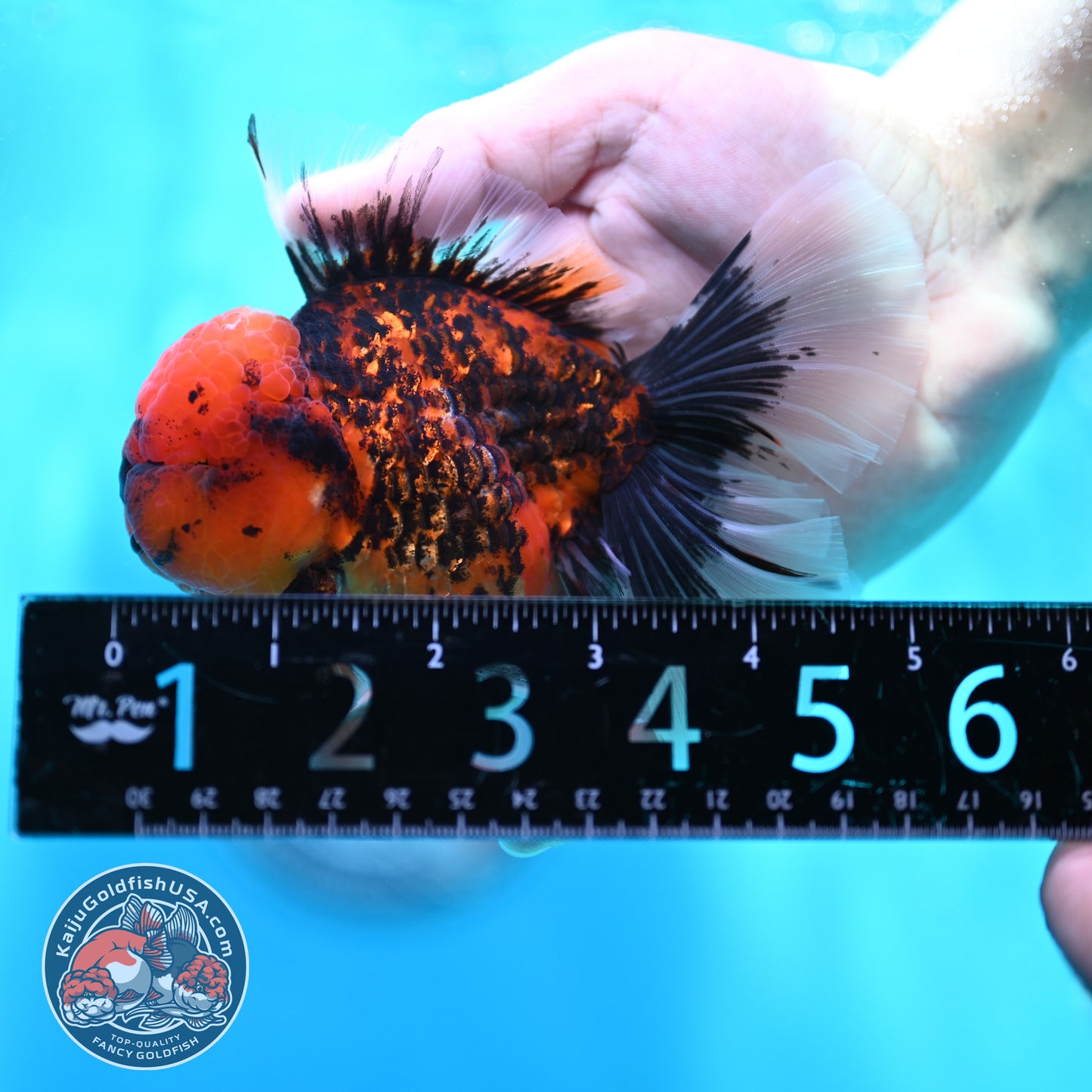 Tiger Orchid Tail Oranda 3.5 inch Body (260501_OR14)