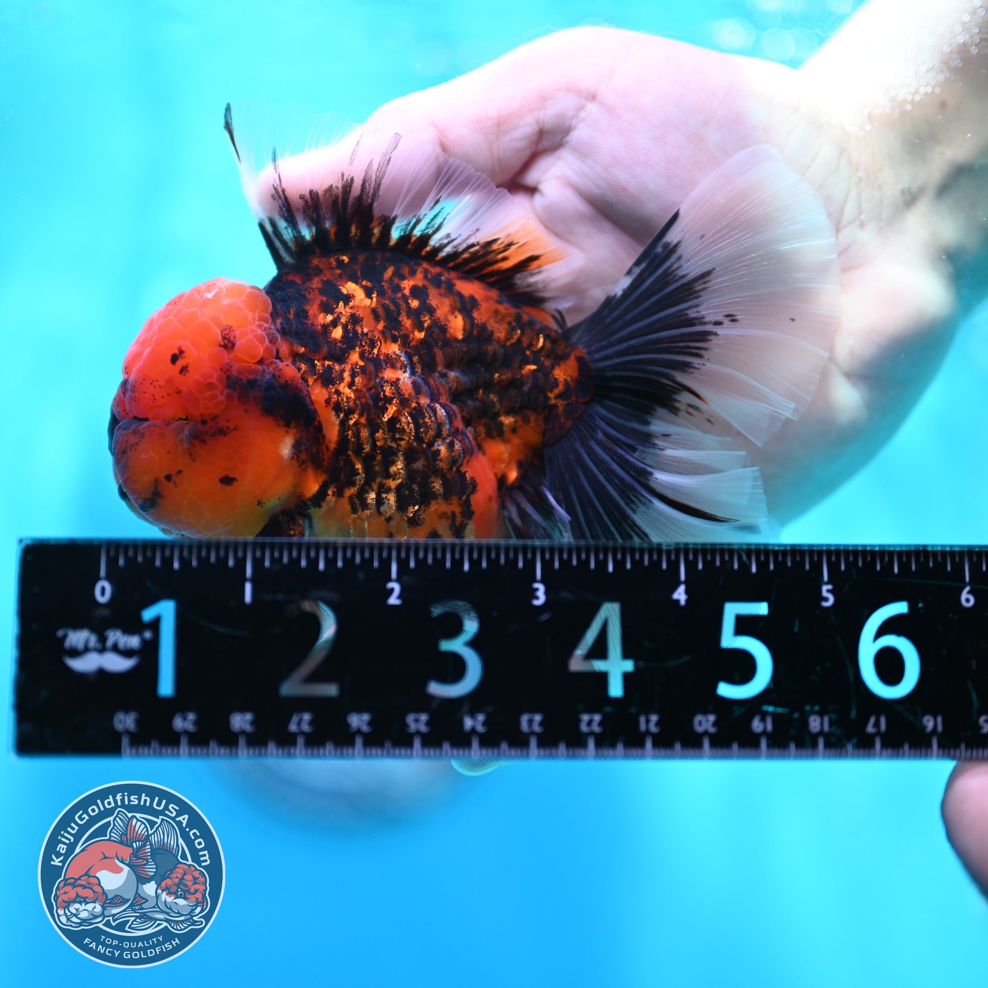 Tiger Orchid Tail Oranda 3.5 inch Body (260501_OR14)
