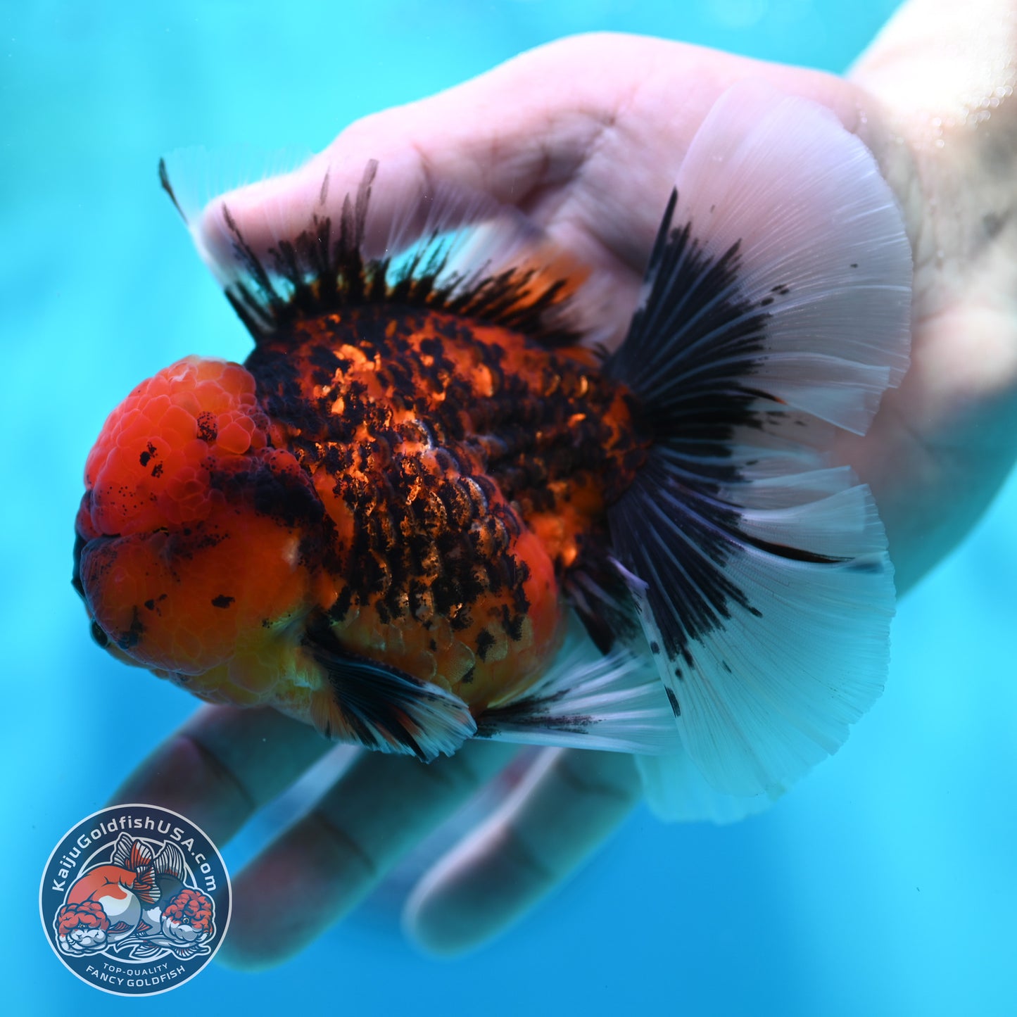 Tiger Orchid Tail Oranda 3.5 inch Body (260501_OR14)