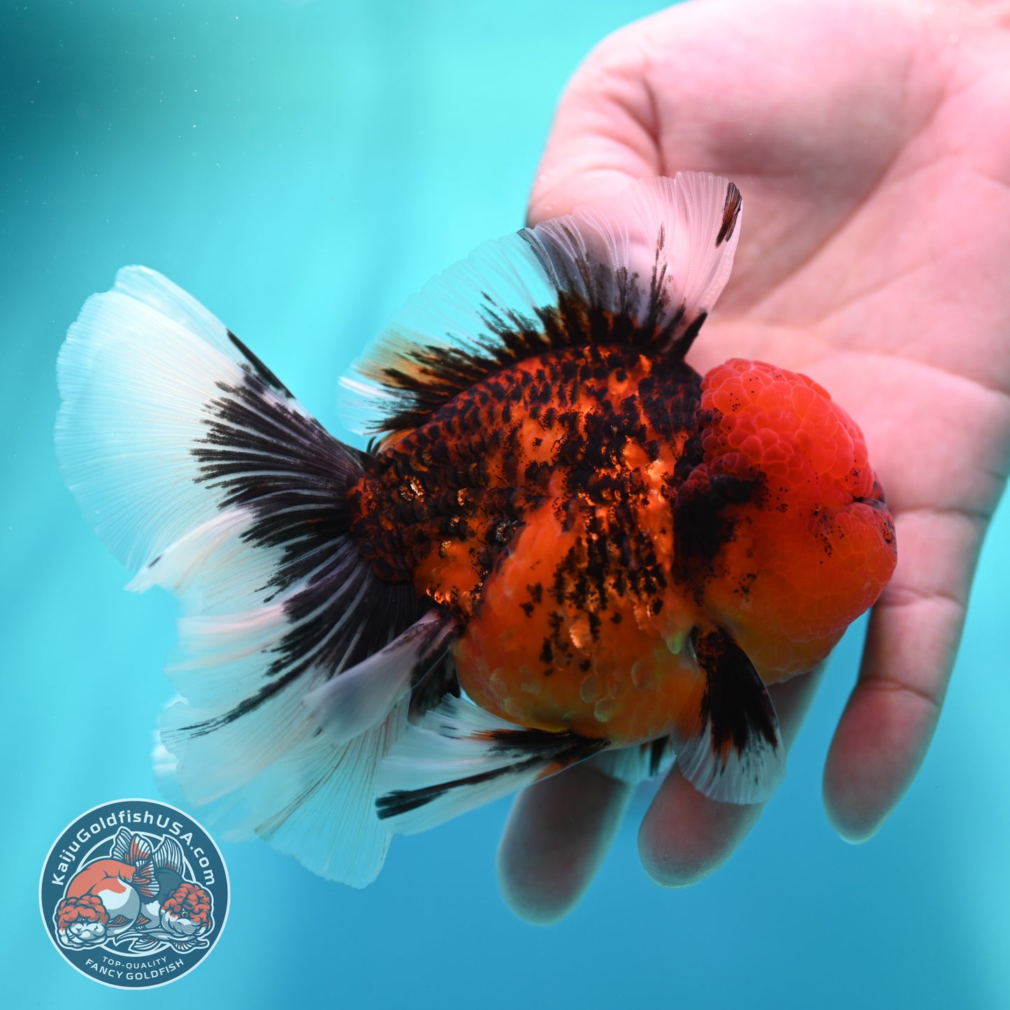 Tiger Orchid Tail Oranda 3.5 inch Body (260501_OR14)