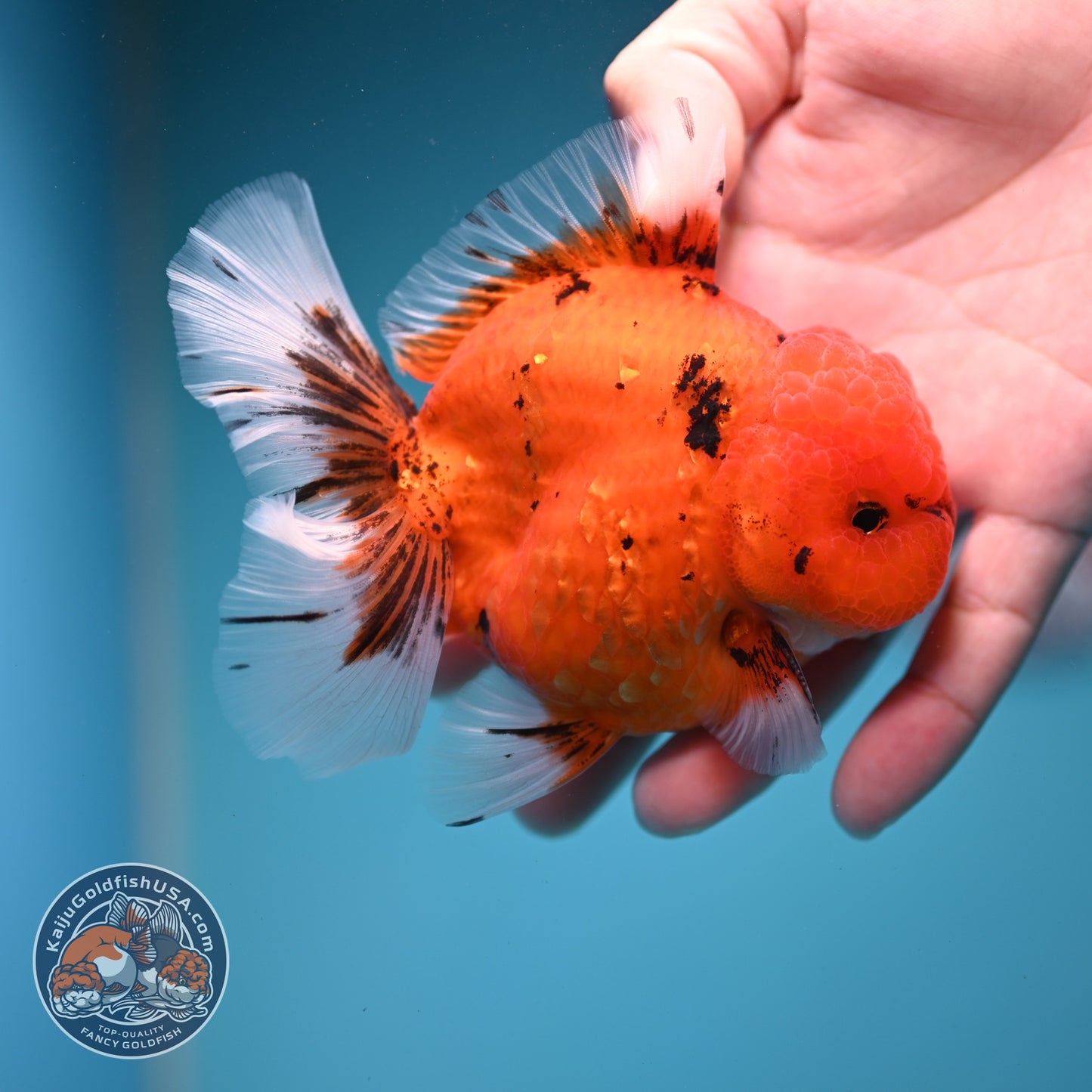 Tiger Orchid Tail Oranda 3.5  inch Body (260821_OR06)
