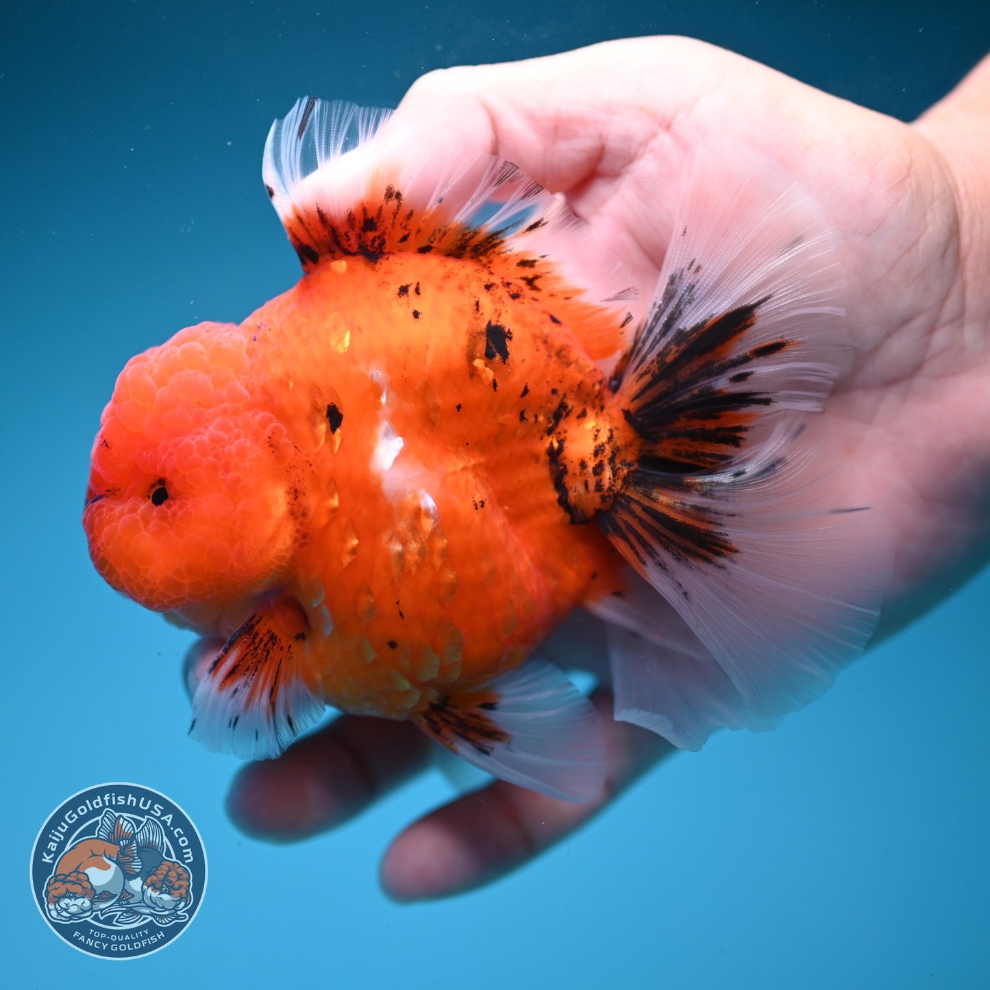 Tiger Orchid Tail Oranda 3.5  inch Body (260821_OR06)