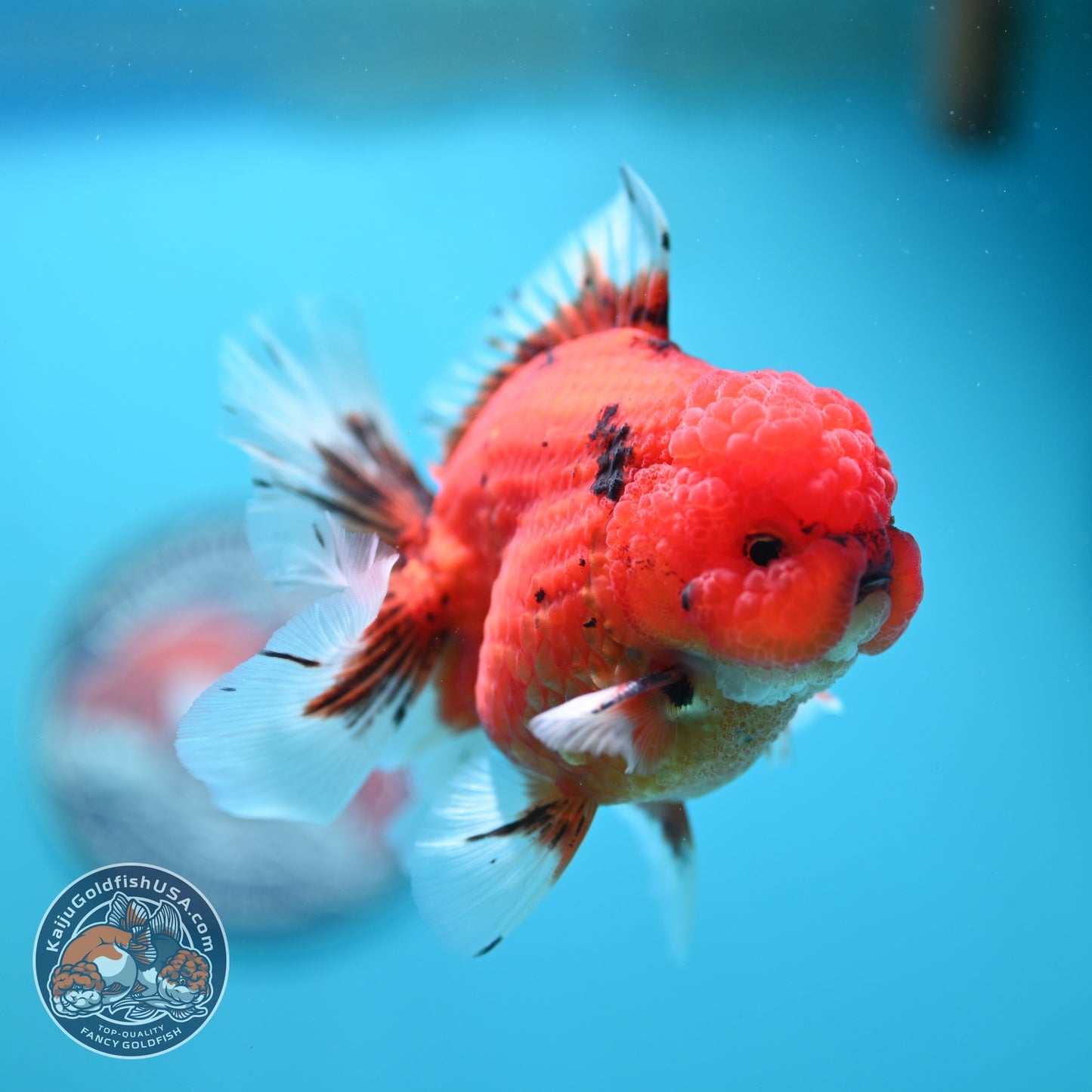Tiger Orchid Tail Oranda 3.5  inch Body (260821_OR06)