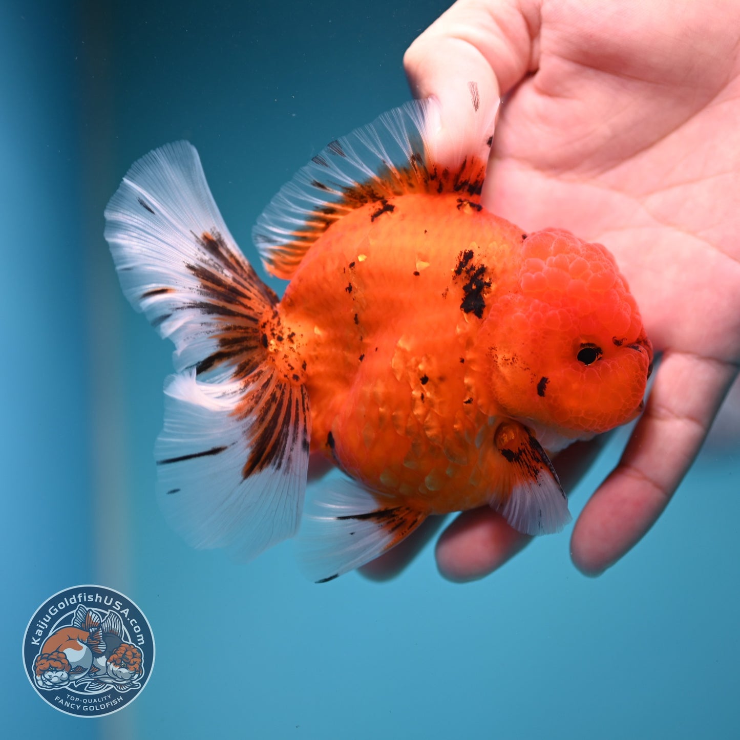 Tiger Orchid Tail Oranda 3.5  inch Body (260821_OR06)