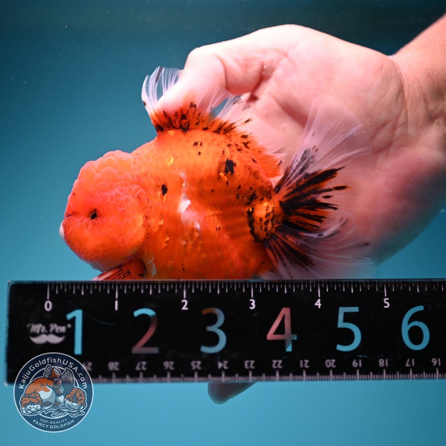 Tiger Orchid Tail Oranda 3.5  inch Body (260821_OR06)