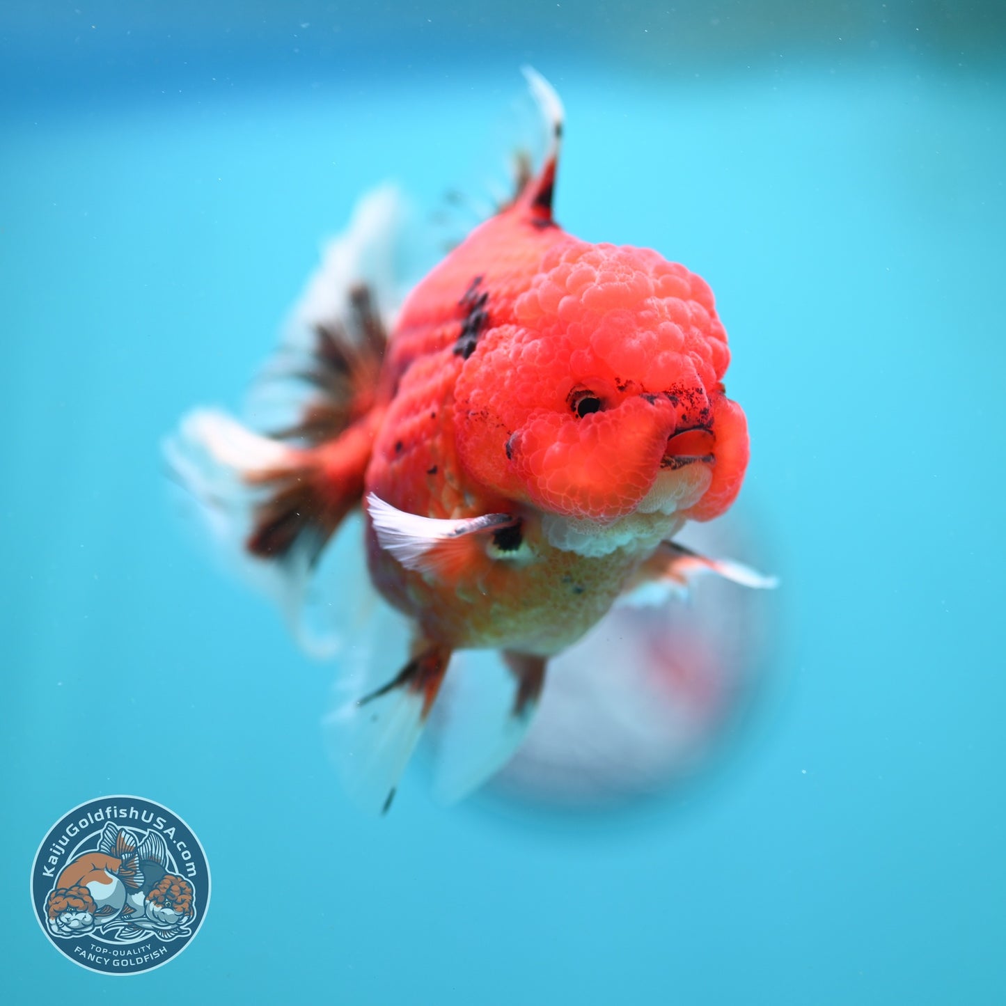 Tiger Orchid Tail Oranda 3.5  inch Body (260821_OR06)
