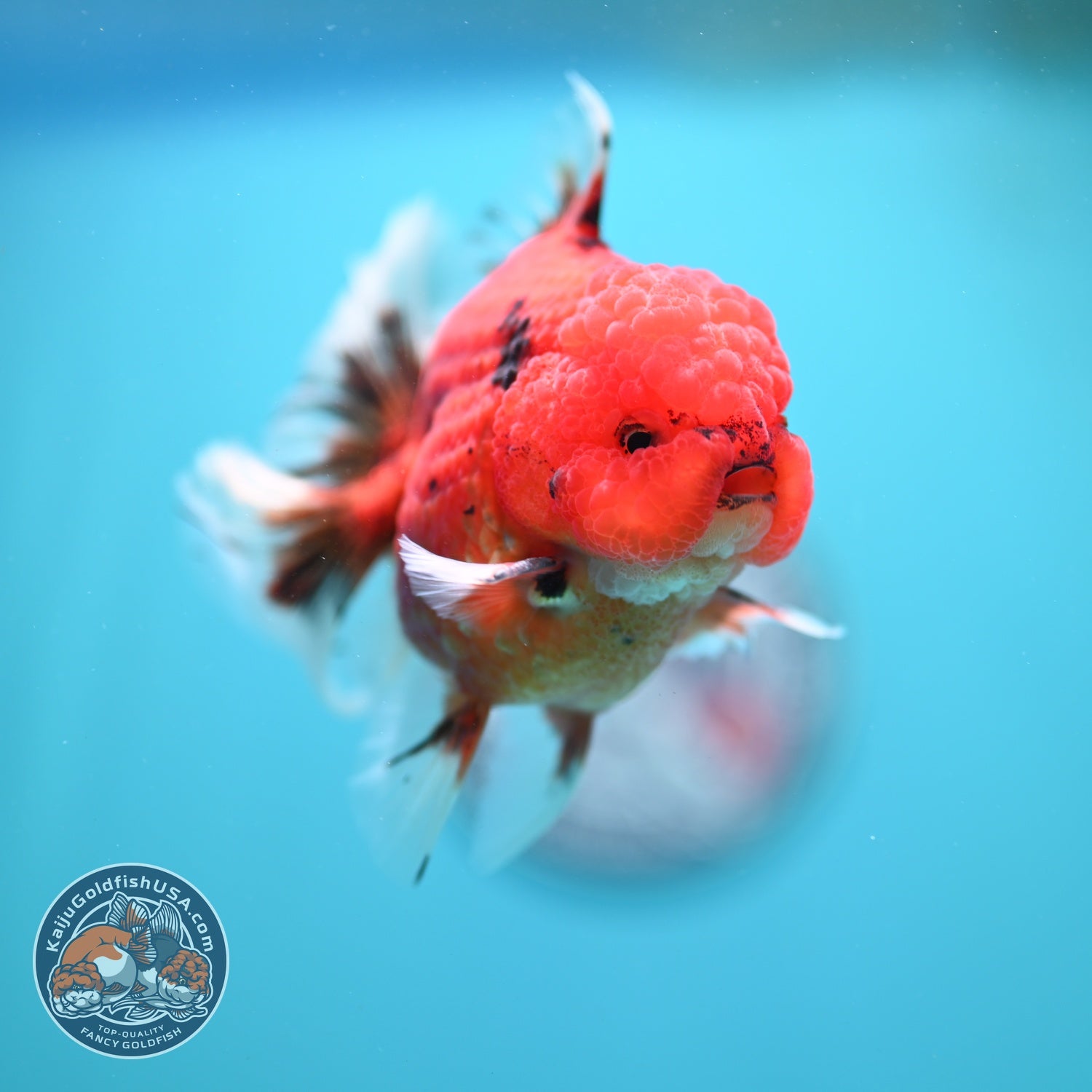 Tiger Orchid Tail Oranda 3.5  inch Body (260821_OR06)