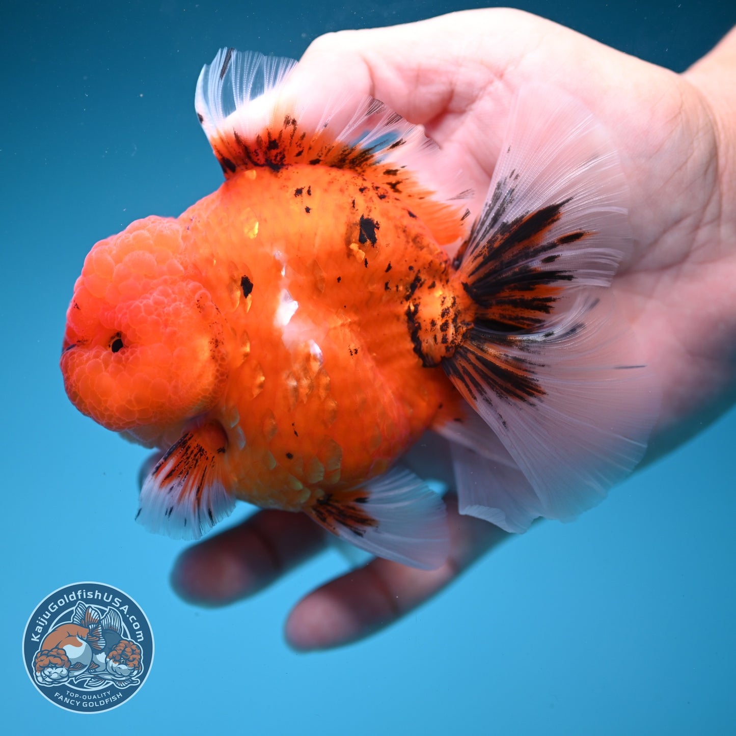 Tiger Orchid Tail Oranda 3.5  inch Body (260821_OR06)