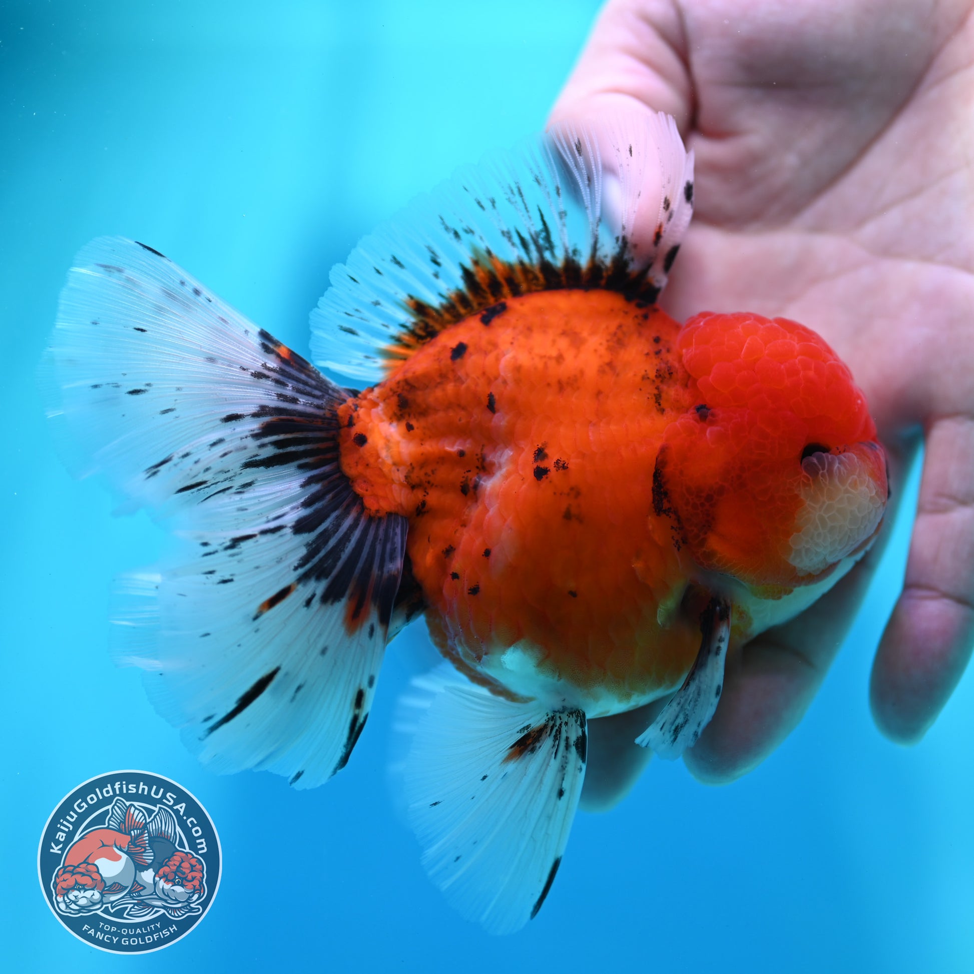 Tiger Orchid Tail Oranda 4 inch Body (260515_OR19)