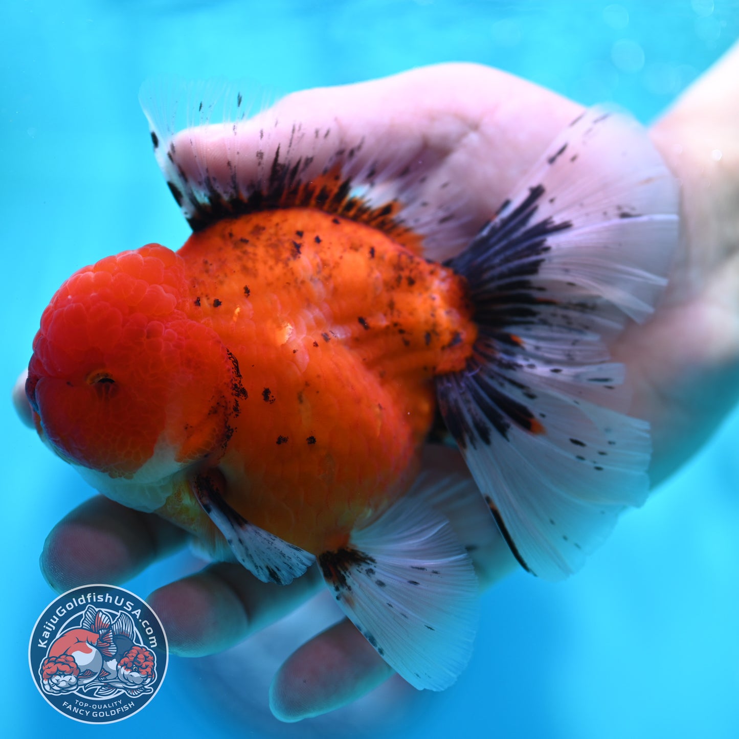 Tiger Orchid Tail Oranda 4 inch Body (260515_OR19)