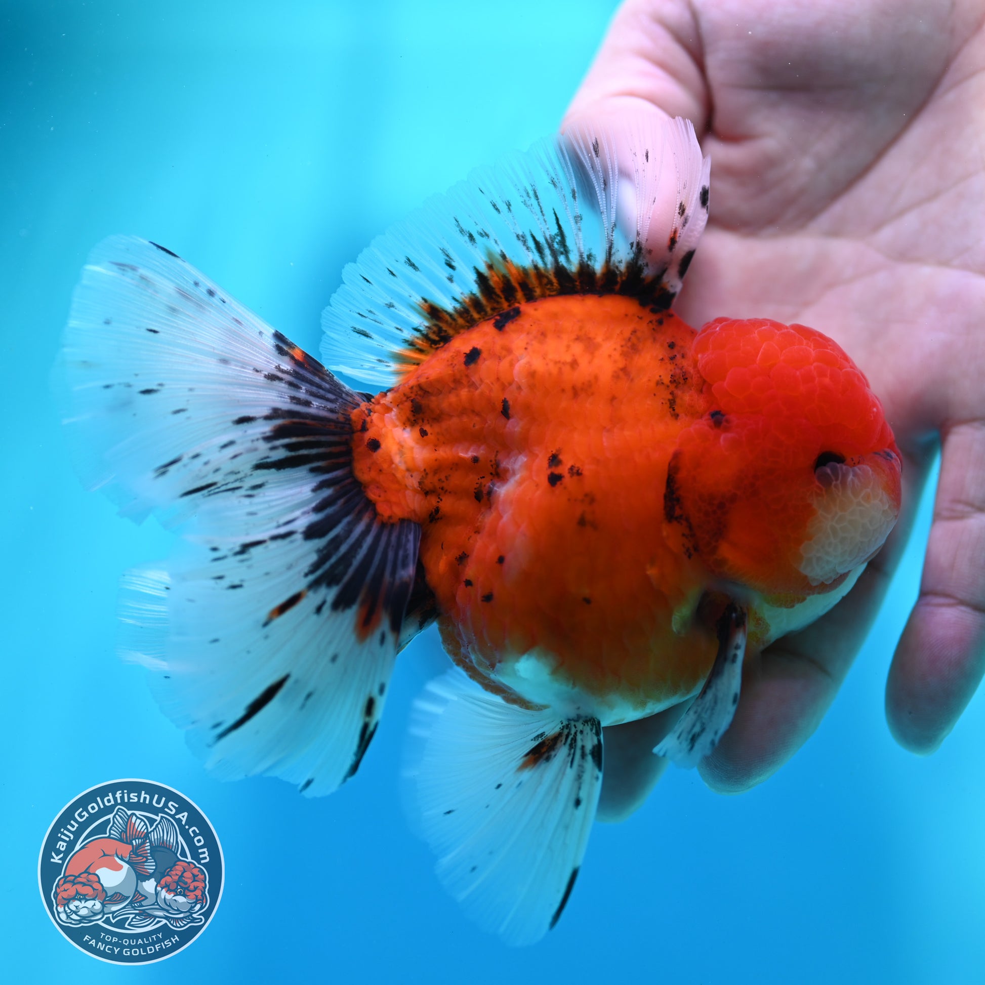 Tiger Orchid Tail Oranda 4 inch Body (260515_OR19)