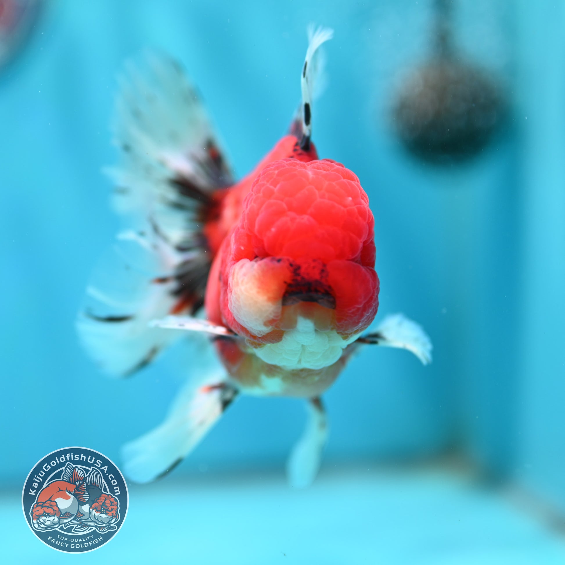 Tiger Orchid Tail Oranda 4 inch Body (260515_OR19)