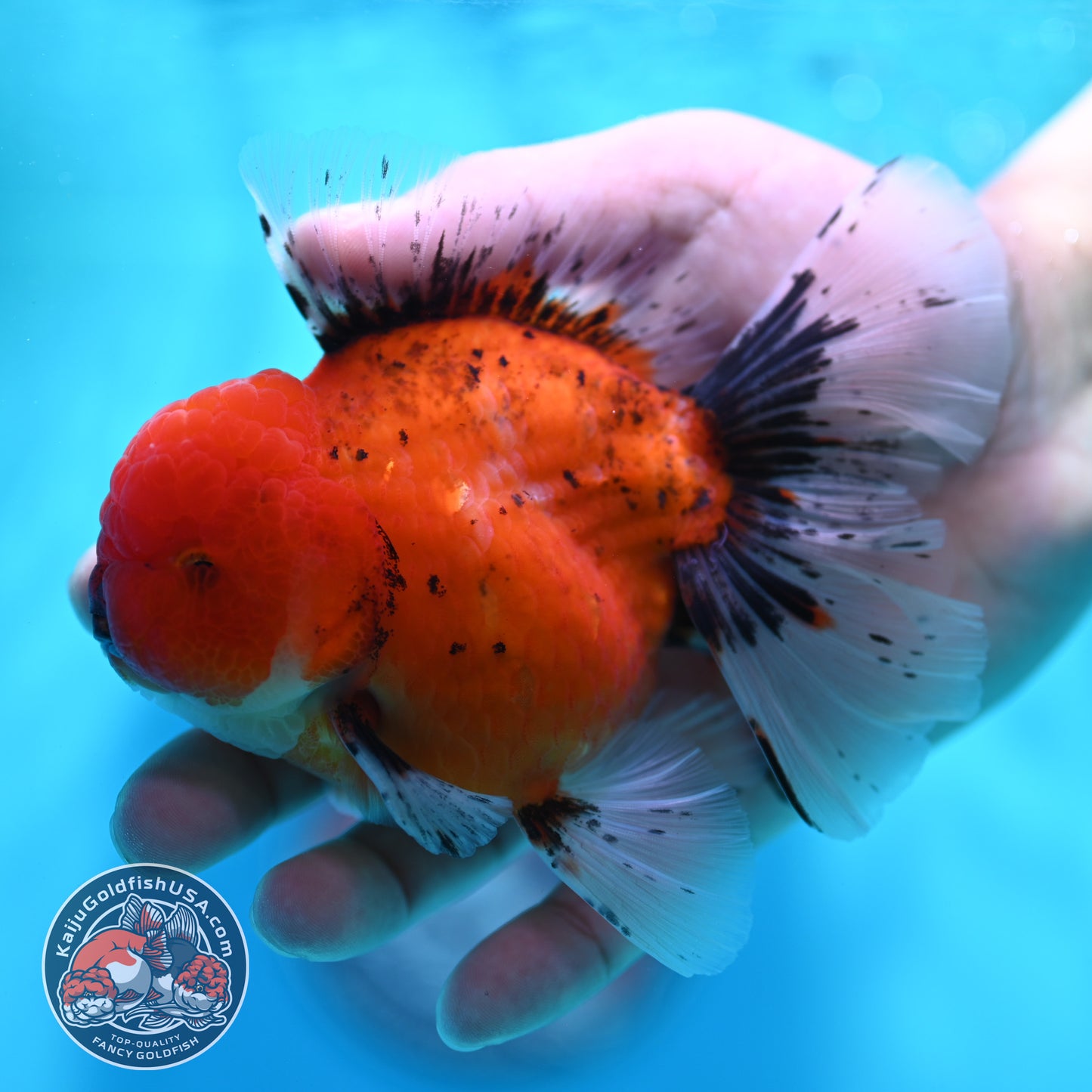 Tiger Orchid Tail Oranda 4 inch Body (260515_OR19)