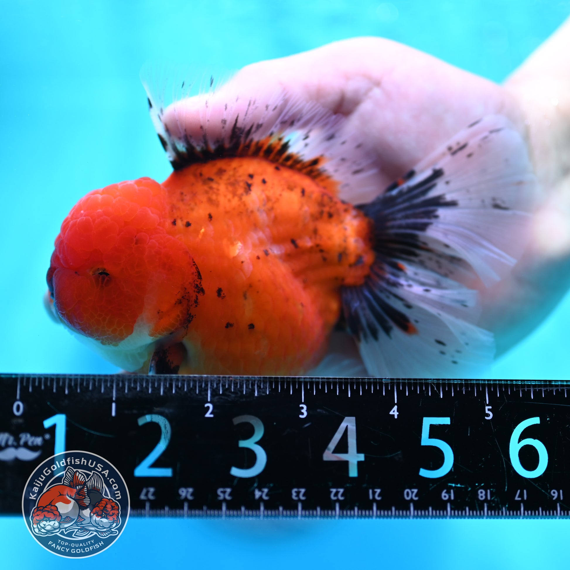 Tiger Orchid Tail Oranda 4 inch Body (260515_OR19)