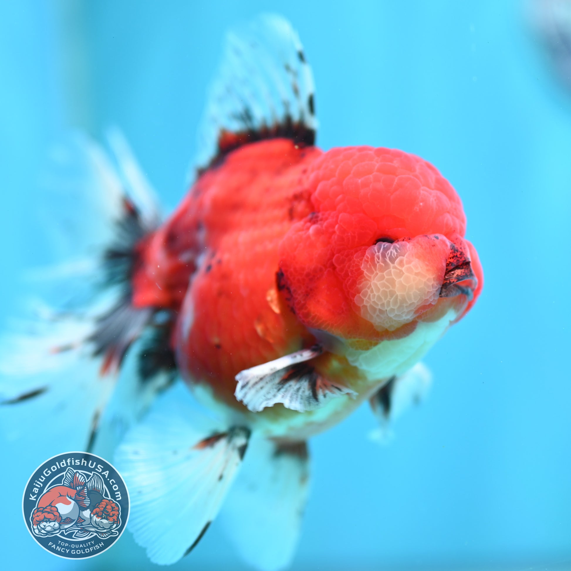 Tiger Orchid Tail Oranda 4 inch Body (260515_OR19)