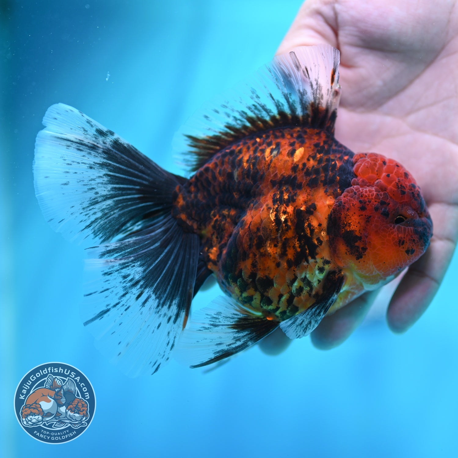 Tiger Orchid Tail Oranda 4 inch Body (260605_OR16)