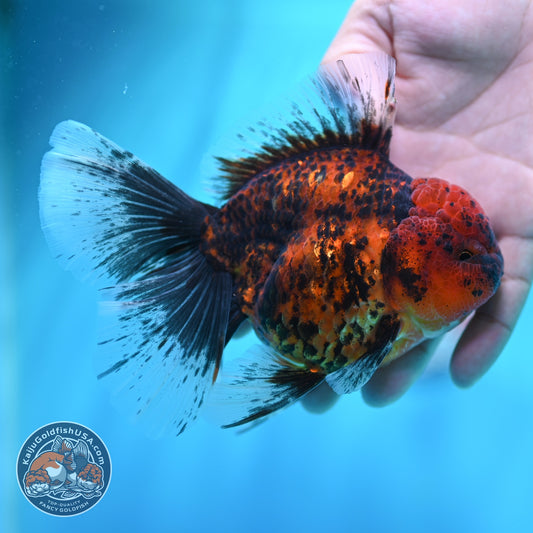 Tiger Orchid Tail Oranda 4 inch Body (260605_OR16)