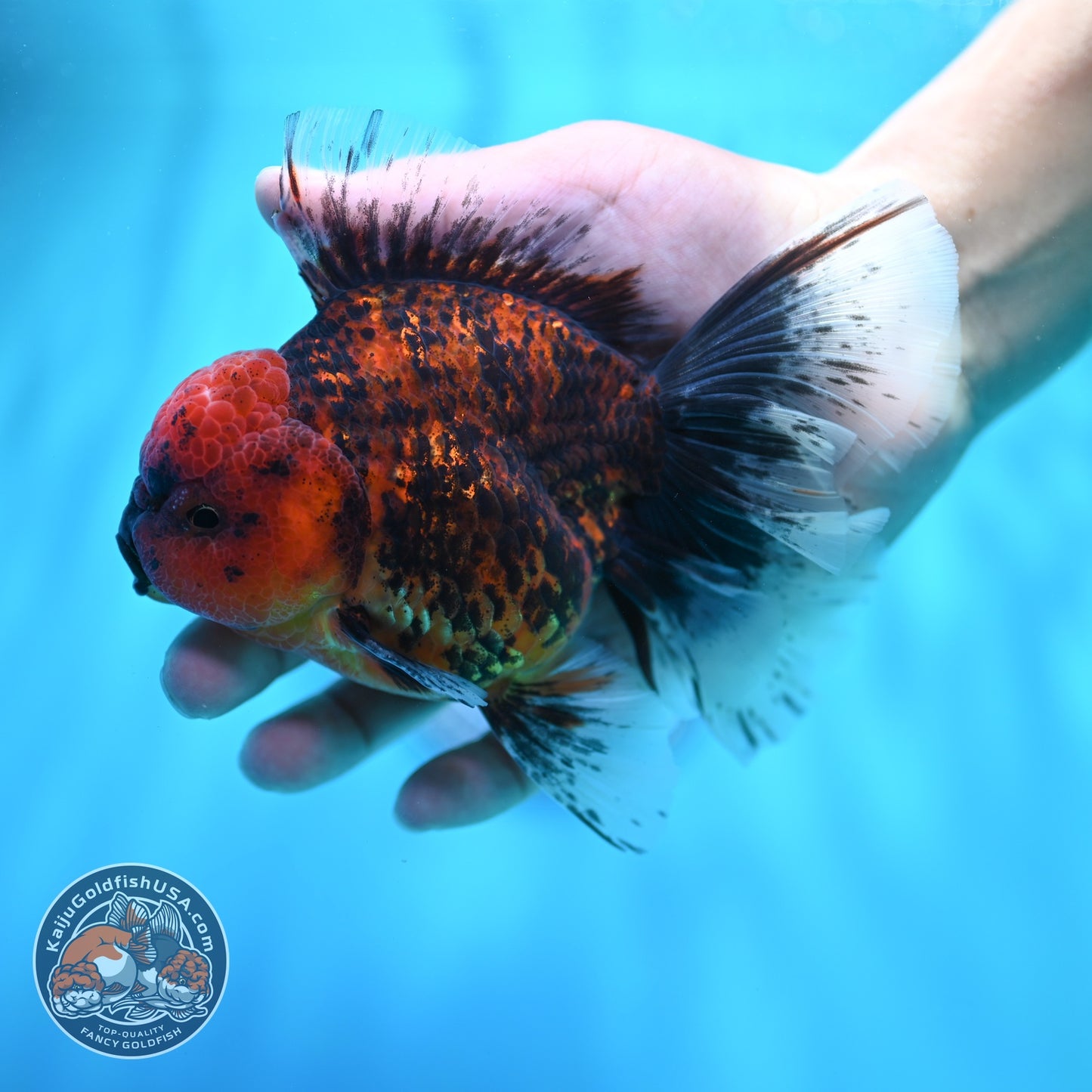 Tiger Orchid Tail Oranda 4 inch Body (260605_OR16)