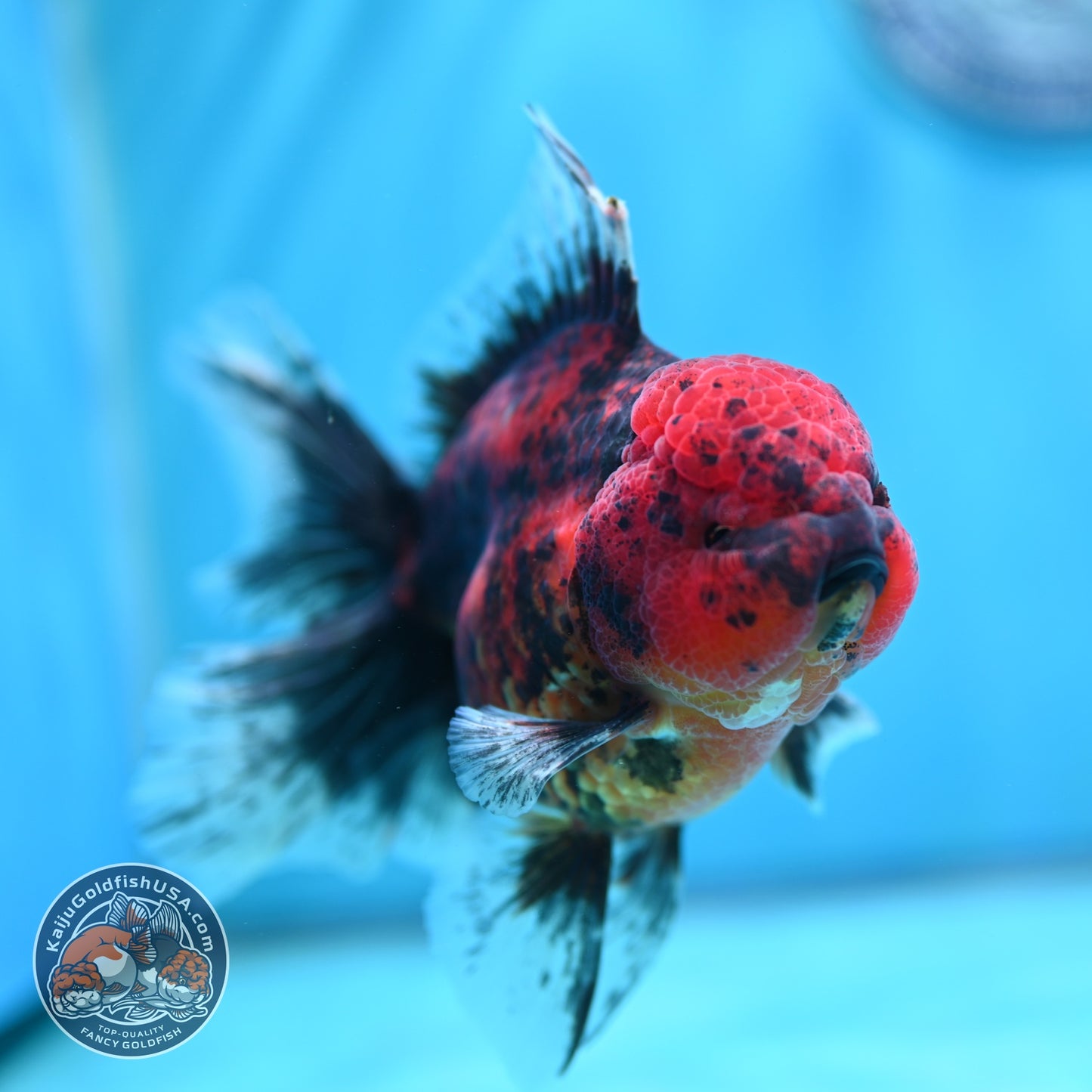Tiger Orchid Tail Oranda 4 inch Body (260605_OR16)