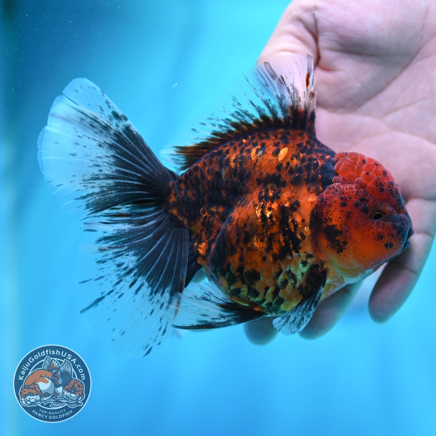 Tiger Orchid Tail Oranda 4 inch Body (260605_OR16)