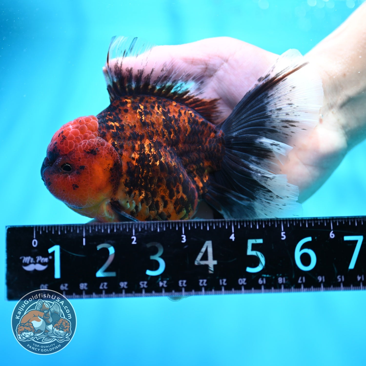 Tiger Orchid Tail Oranda 4 inch Body (260605_OR16)