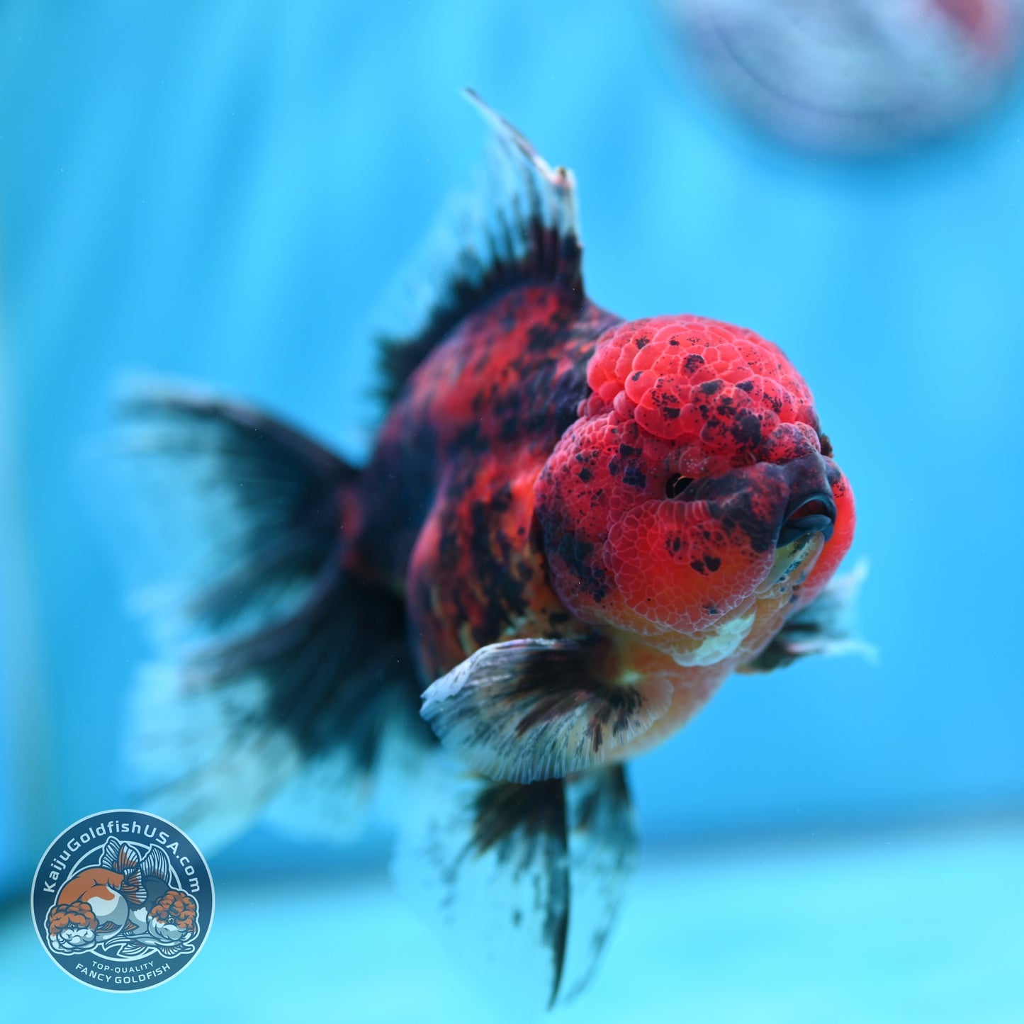 Tiger Orchid Tail Oranda 4 inch Body (260605_OR16)