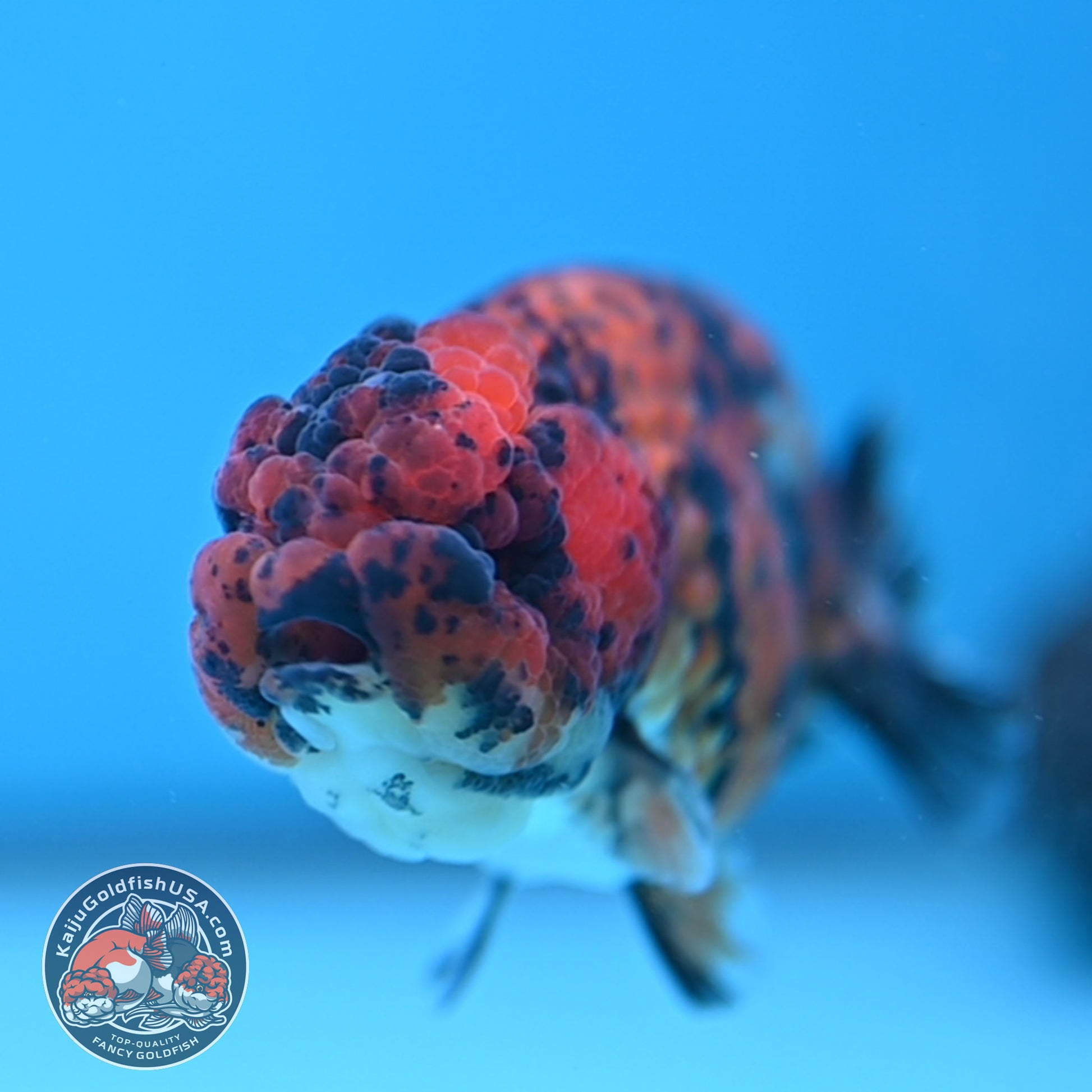 Tiger Ranchu 3 inch Body (251212_RC08)