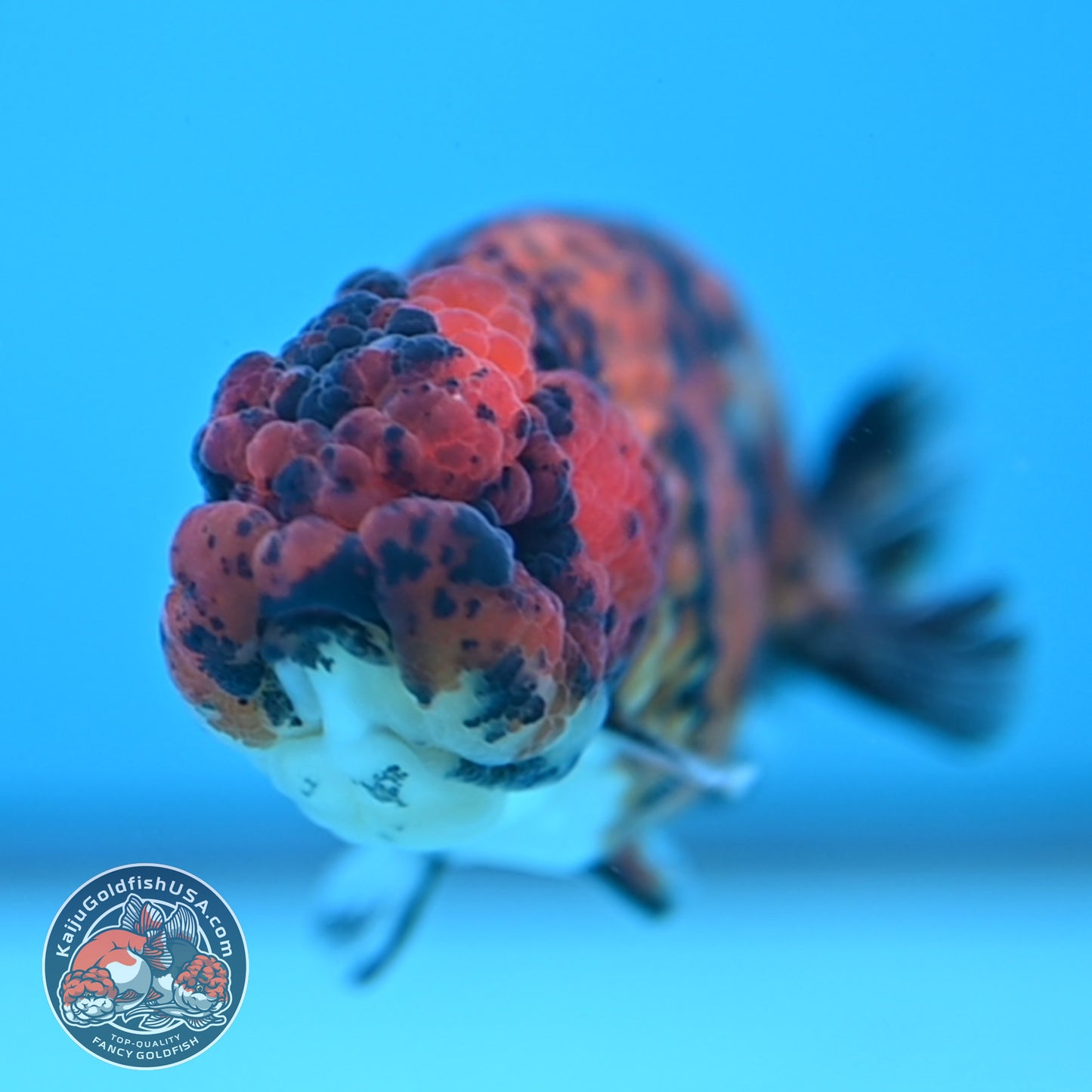 Tiger Ranchu 3 inch Body (251212_RC08)