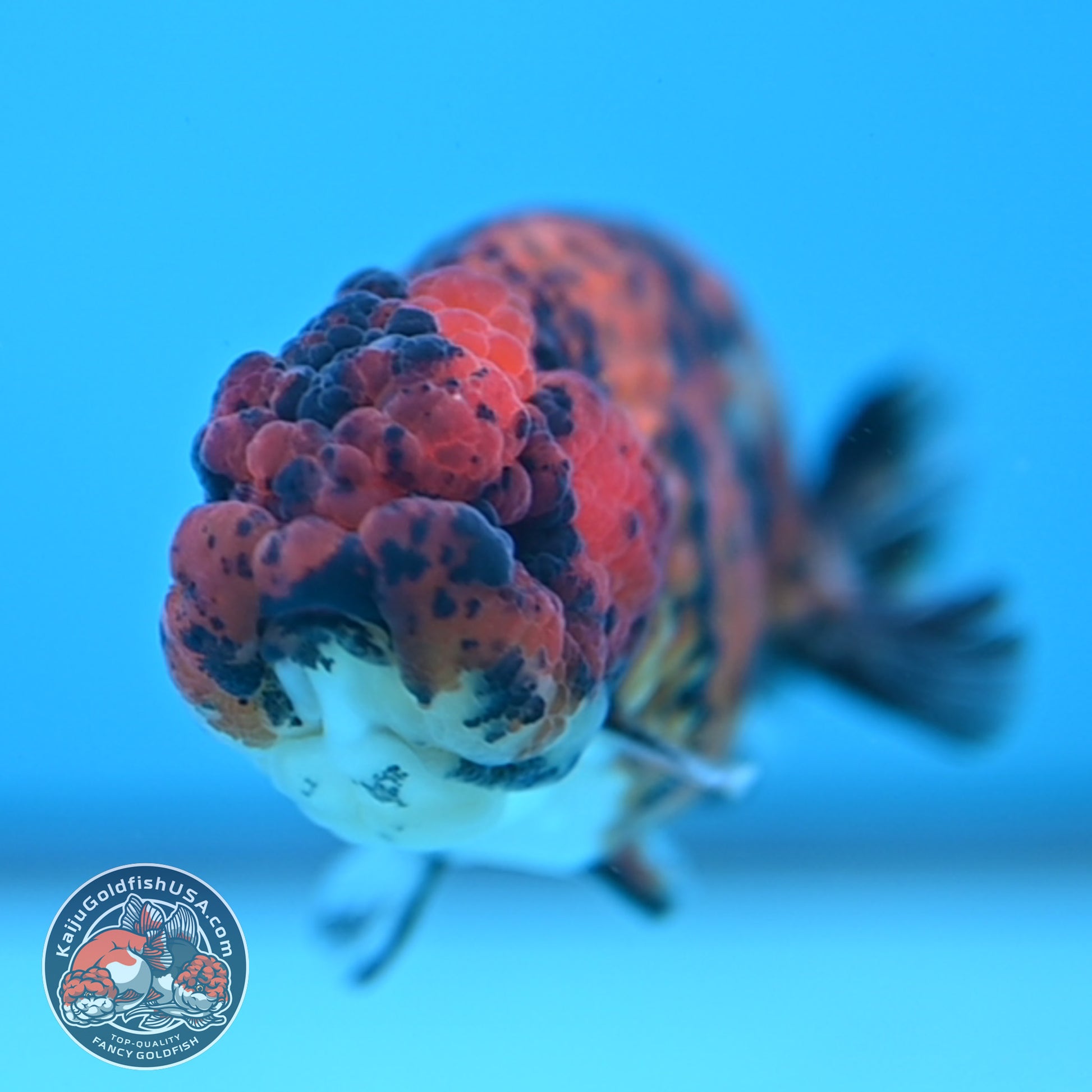 Tiger Ranchu 3 inch Body (251212_RC08)