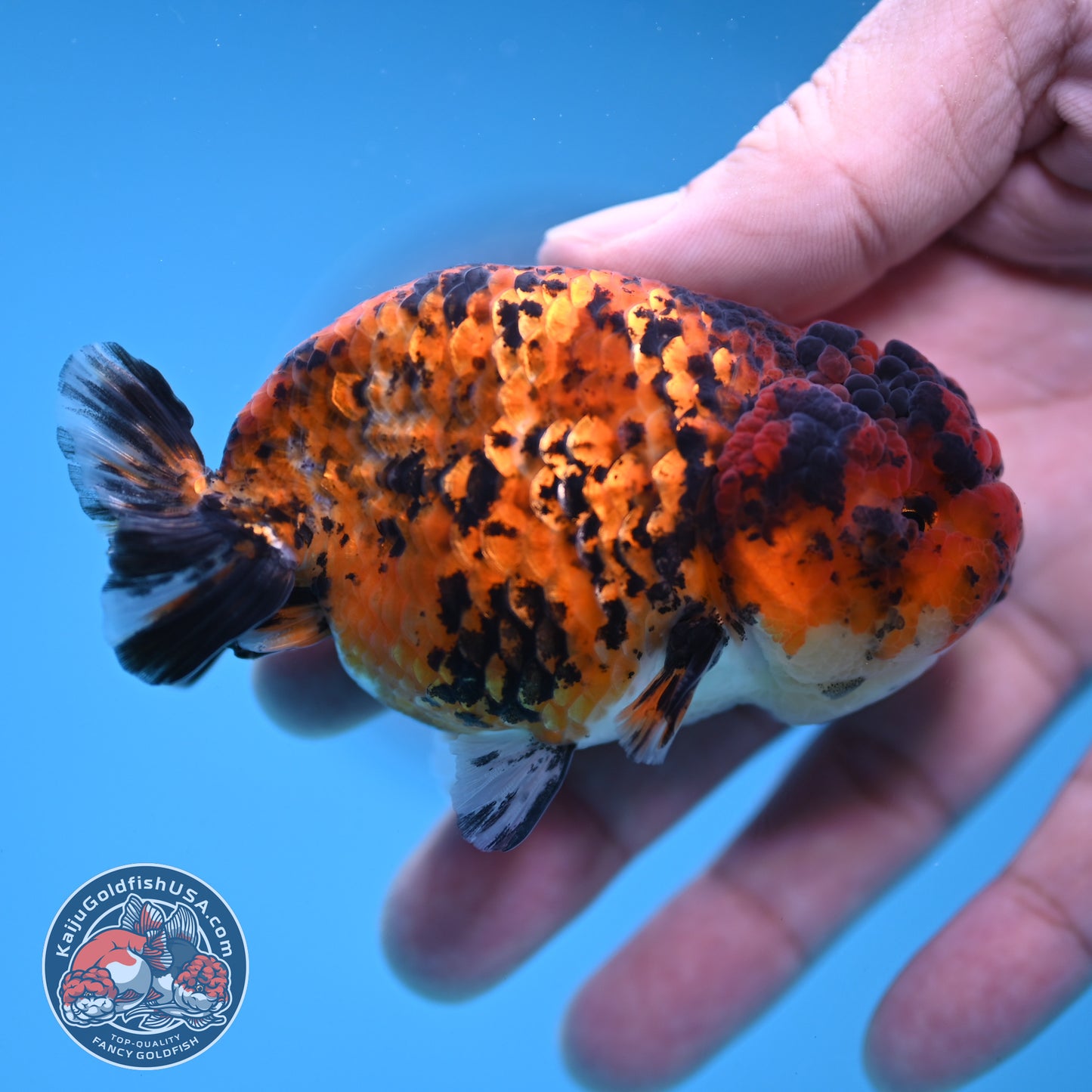 Tiger Ranchu 3 inch Body (251212_RC08)