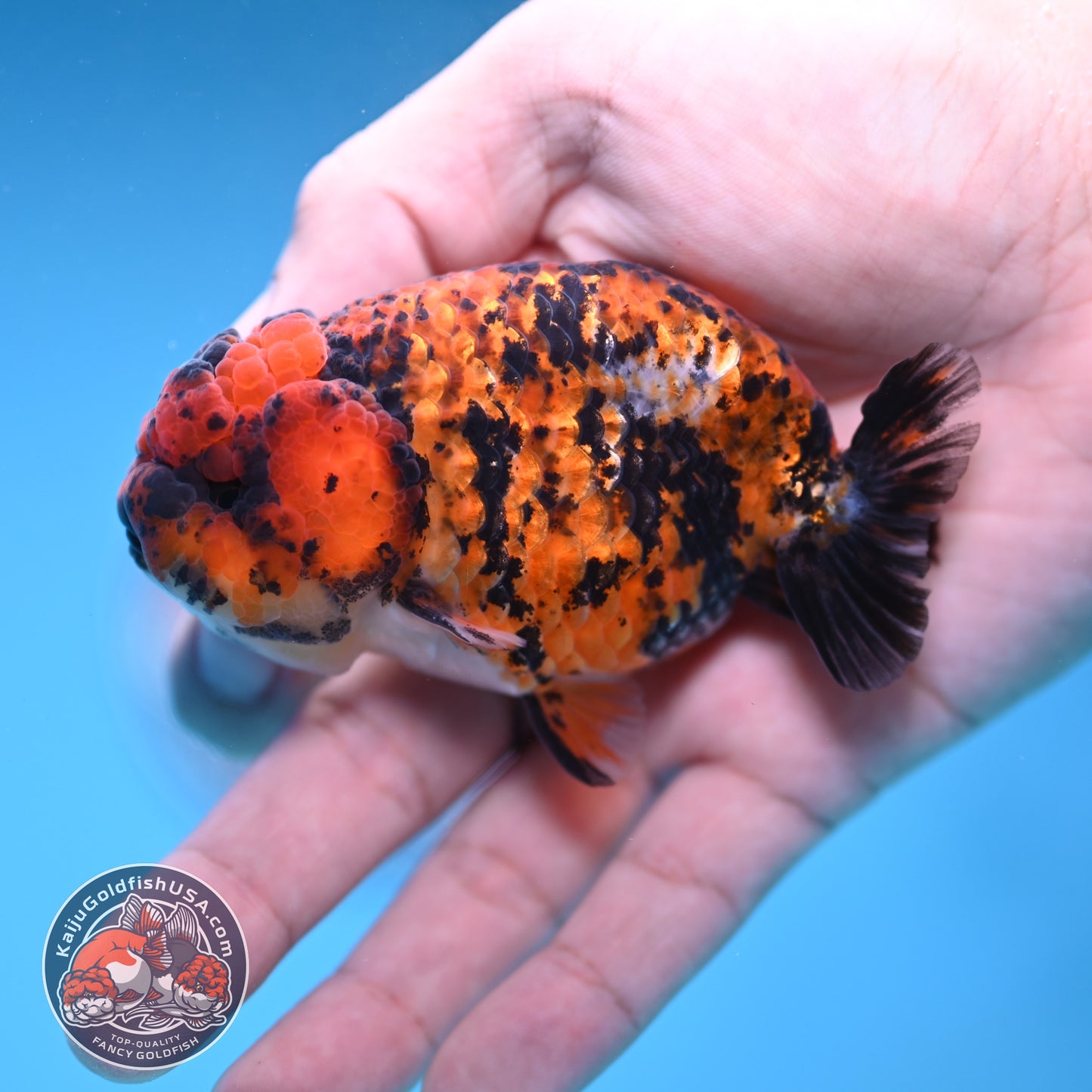 Tiger Ranchu 3 inch Body (251212_RC08)