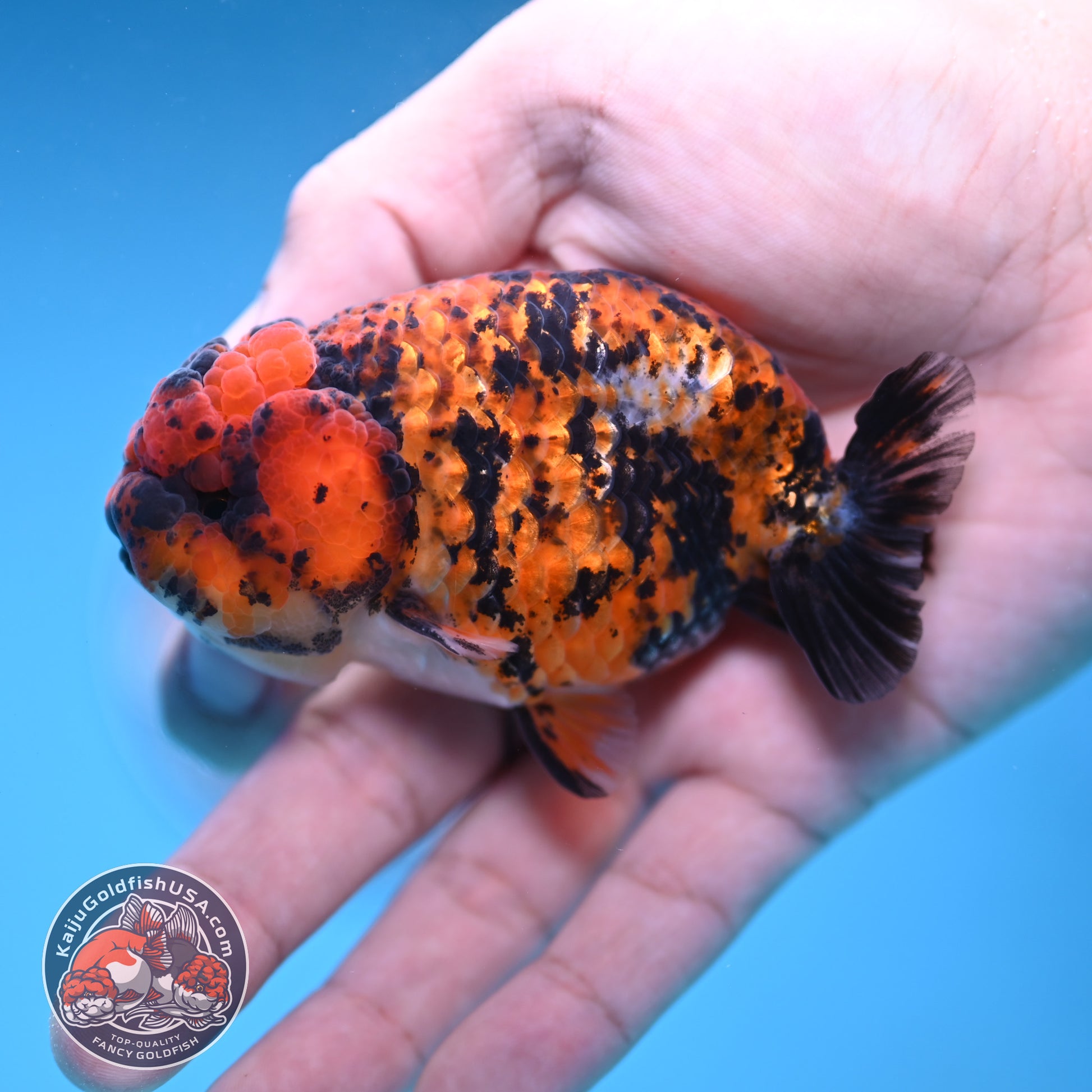 Tiger Ranchu 3 inch Body (251212_RC08)