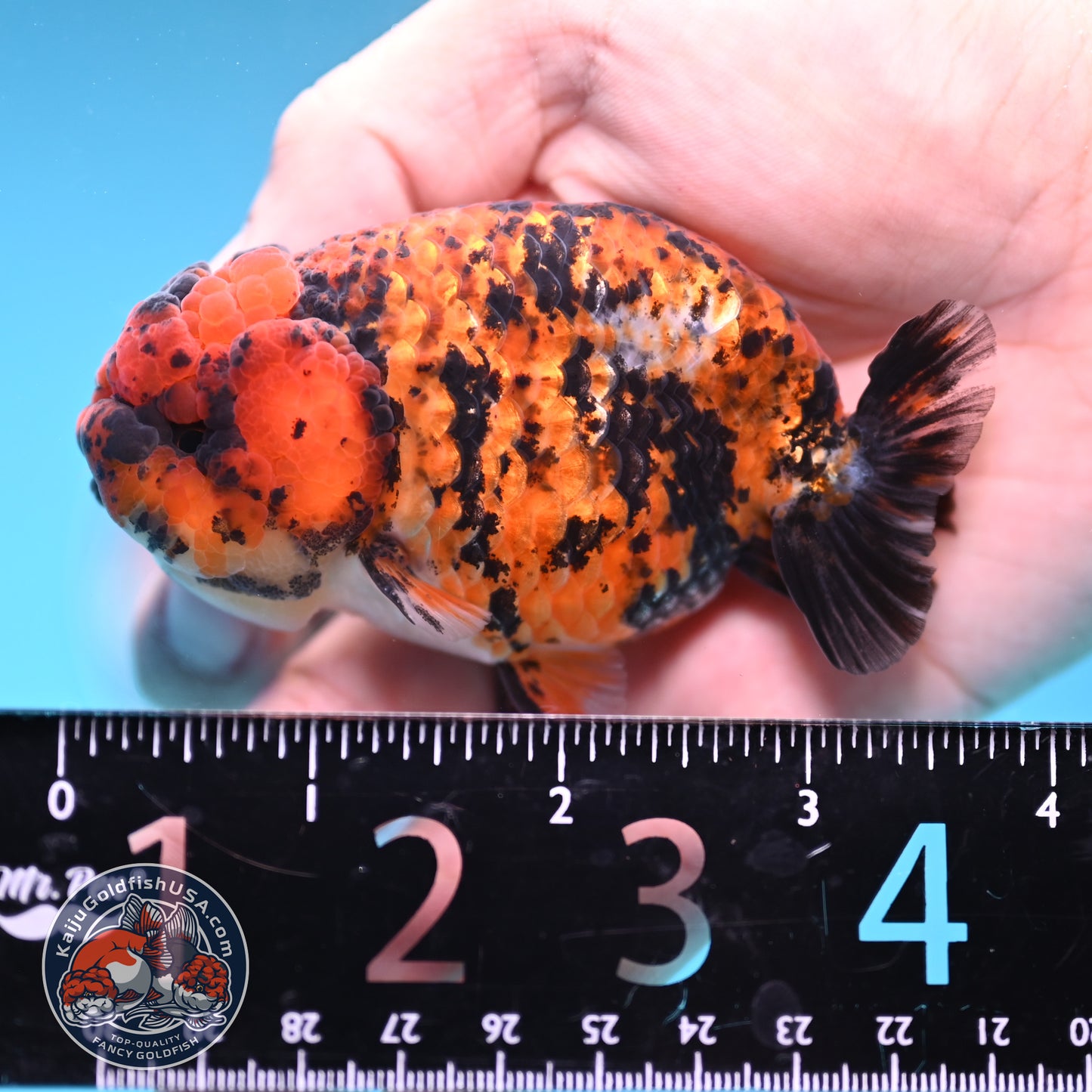 Tiger Ranchu 3 inch Body (251212_RC08)