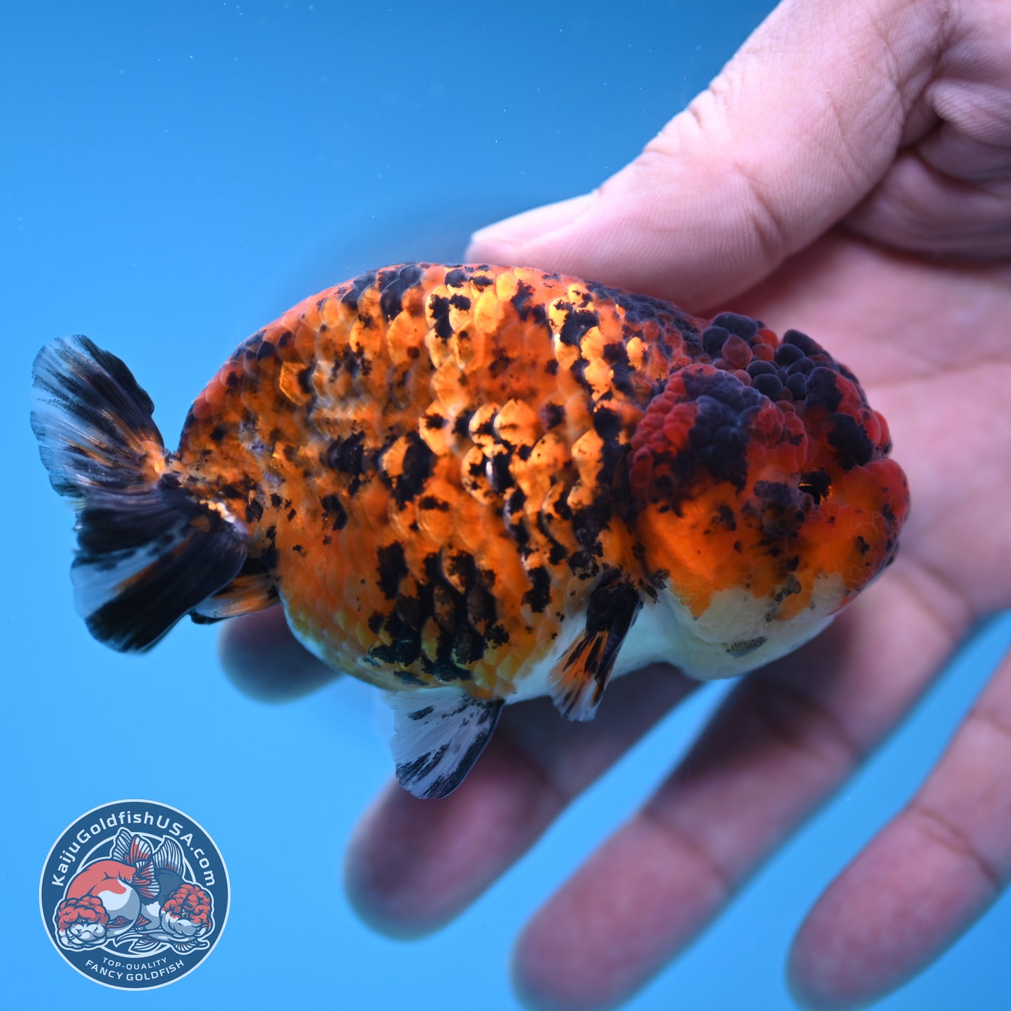 Tiger Ranchu 3 inch Body (251212_RC08)