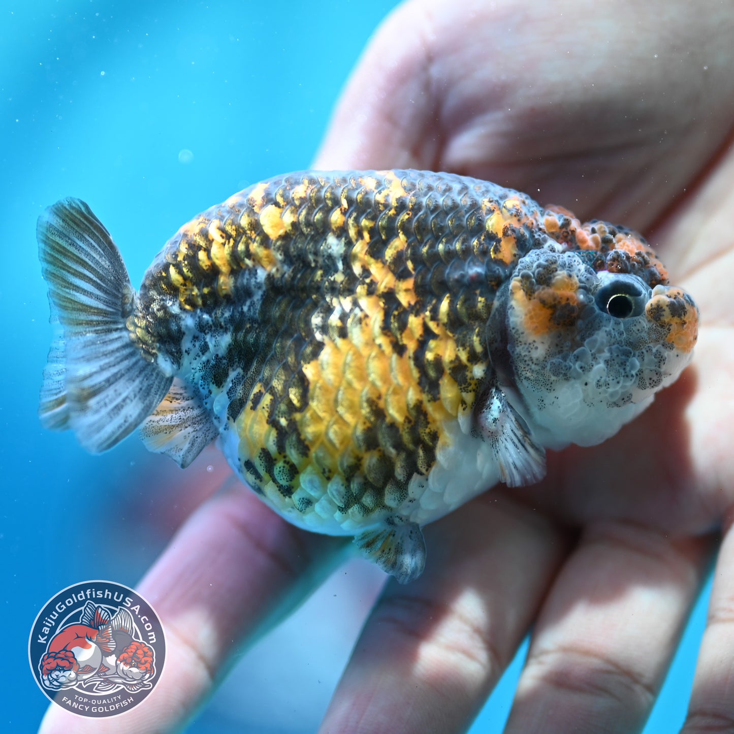 Tiger Ranchu 3 inch Body (260508_RC01)