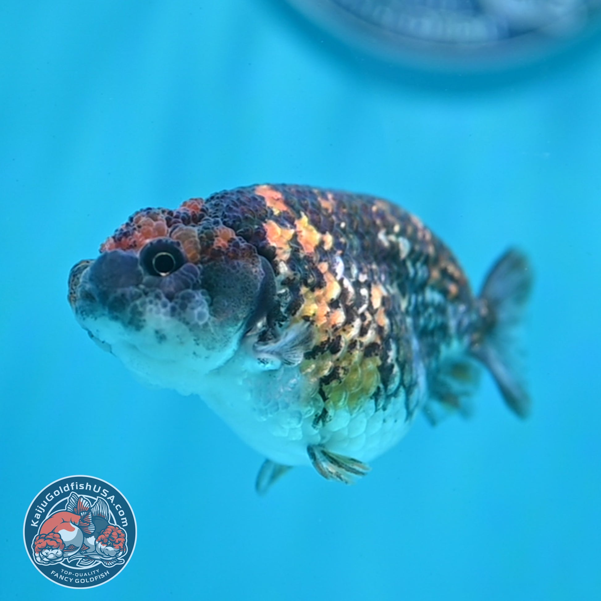 Tiger Ranchu 3 inch Body (260508_RC01)