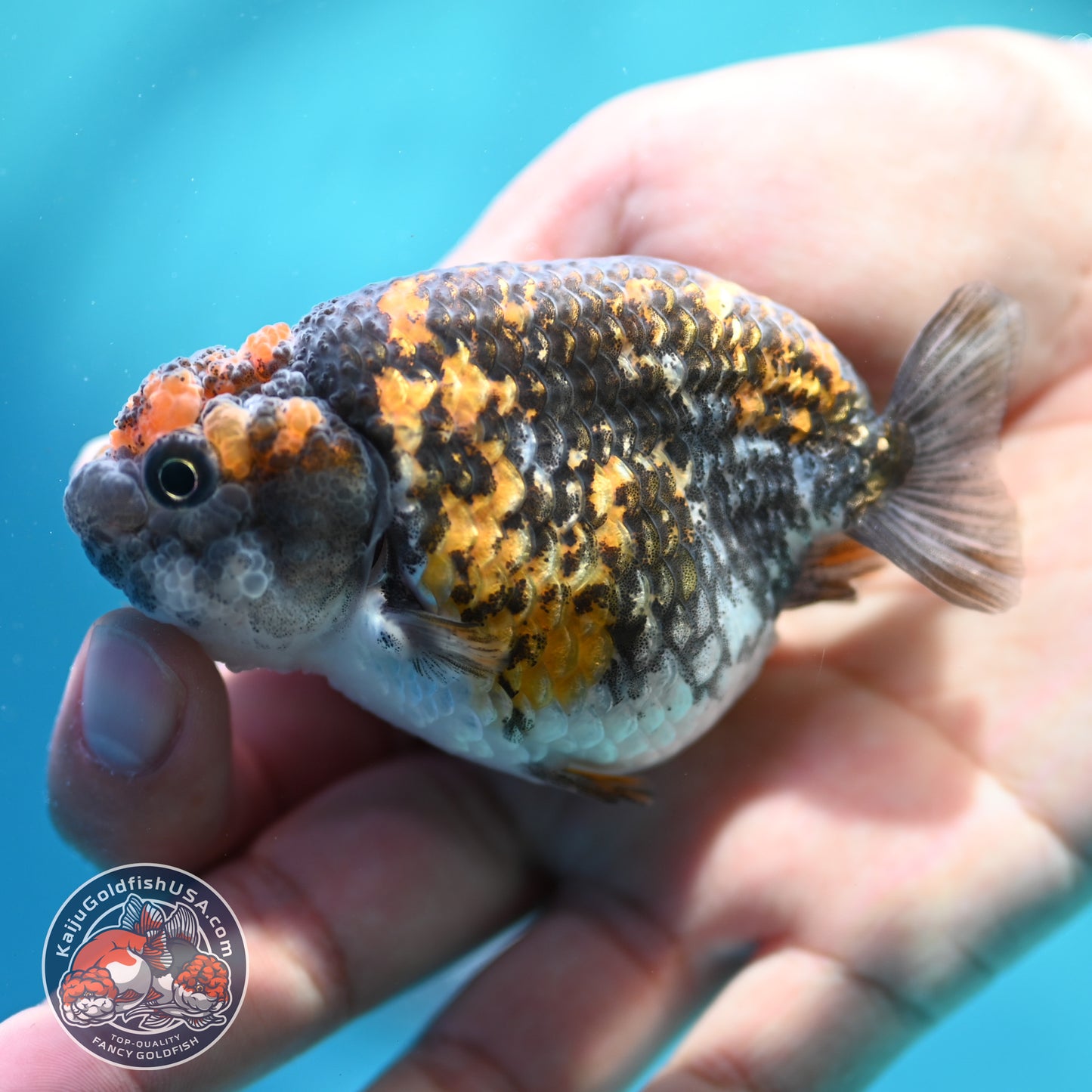 Tiger Ranchu 3 inch Body (260508_RC01)