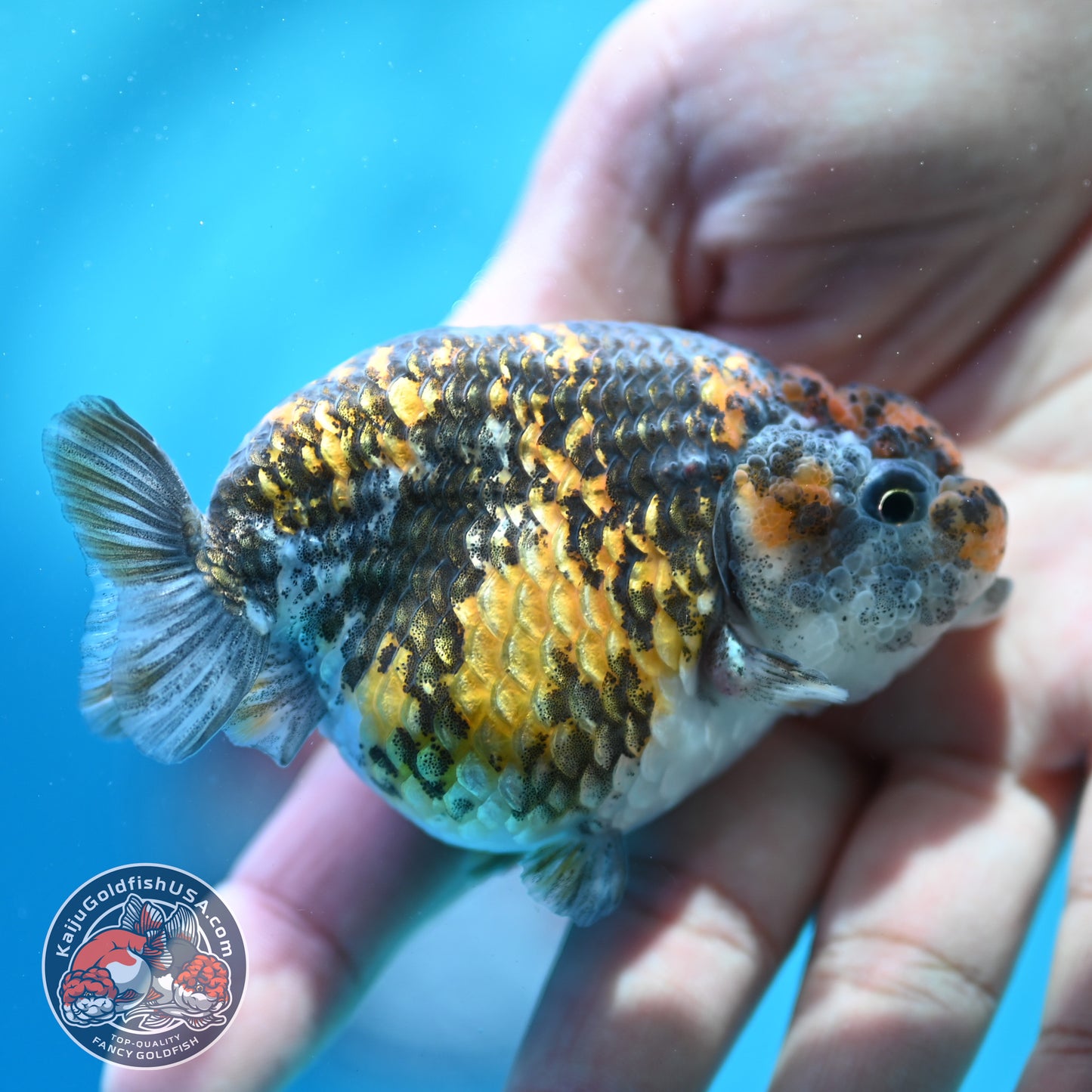 Tiger Ranchu 3 inch Body (260508_RC01)
