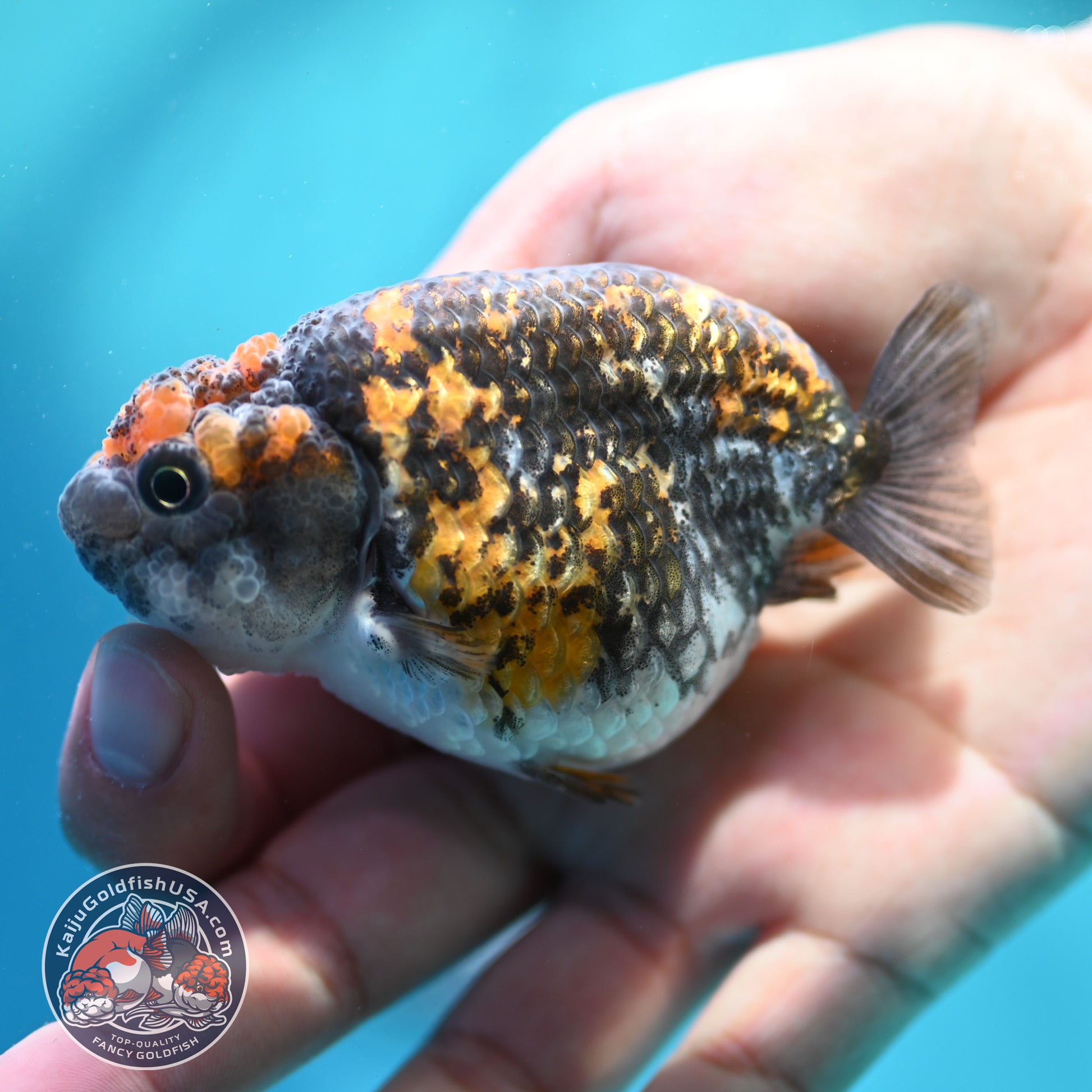 Tiger Ranchu 3 inch Body (260508_RC01)