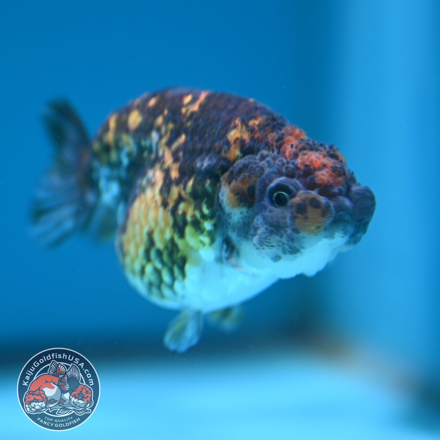 Tiger Ranchu 3 inch Body (260508_RC01)