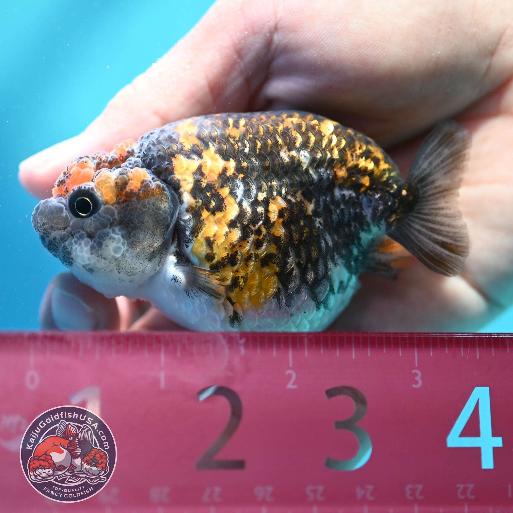 Tiger Ranchu 3 inch Body (260508_RC01)
